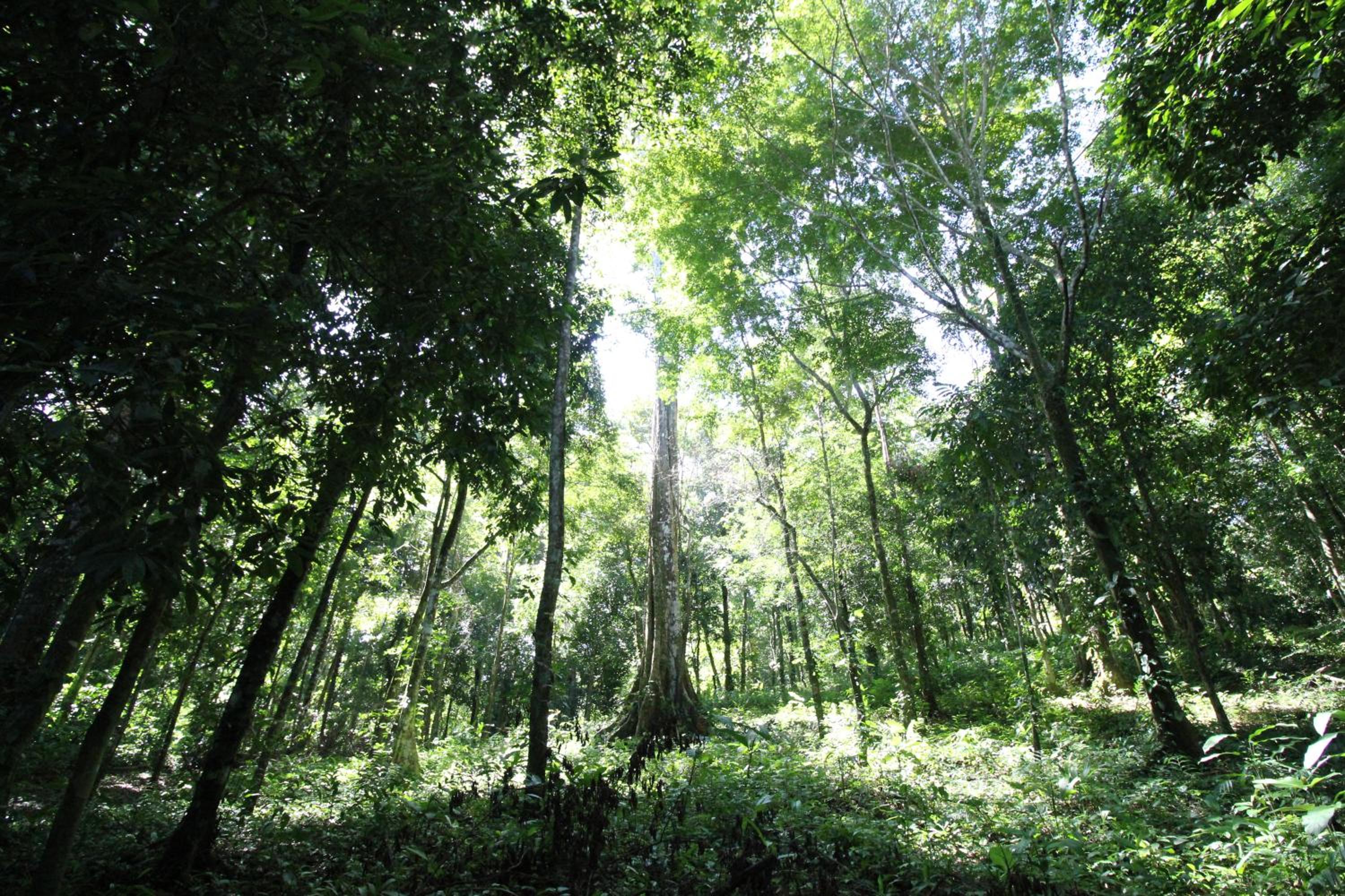 Teva Hotel & Jungle Reserve