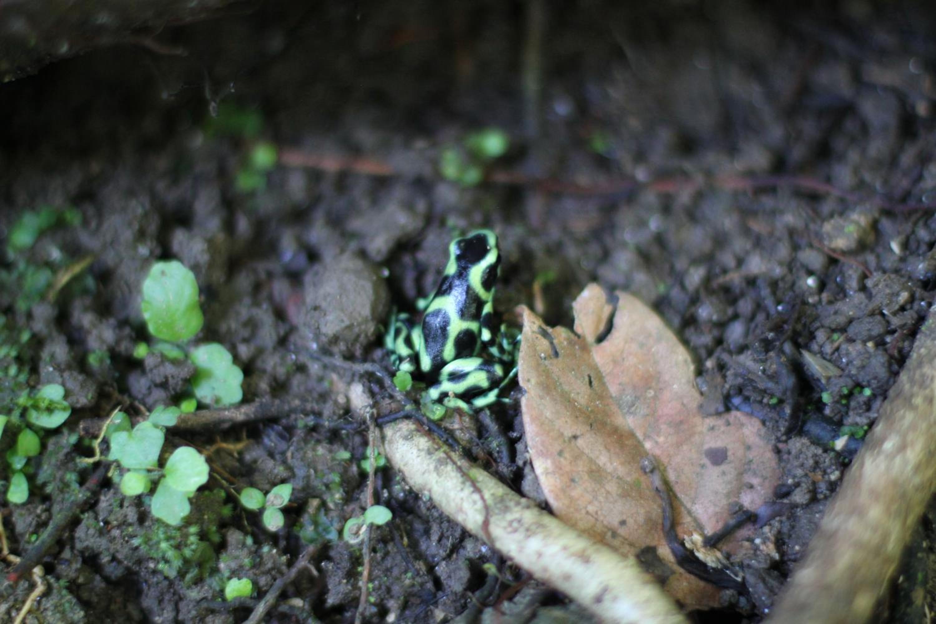Teva Hotel & Jungle Reserve