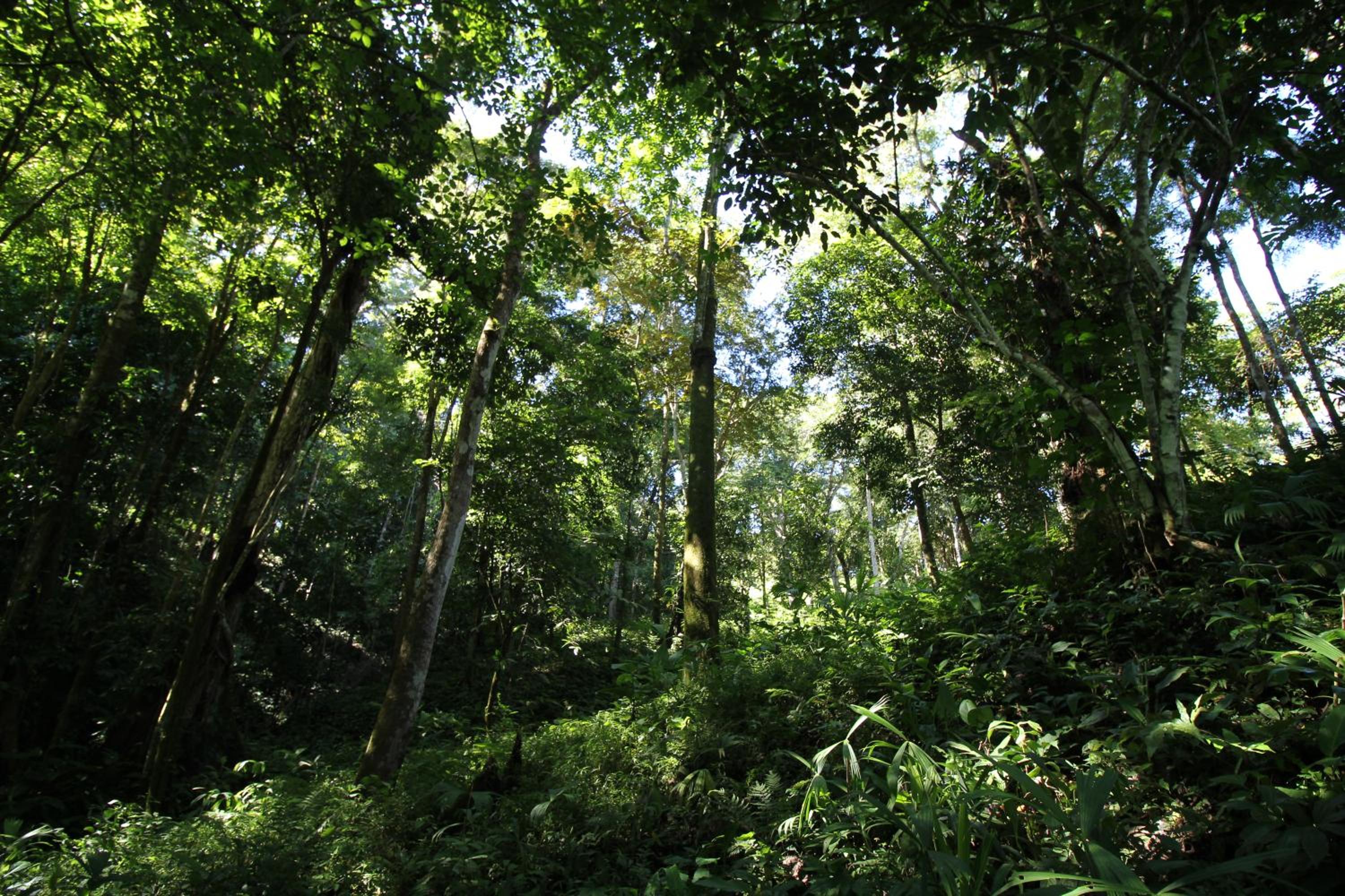 Teva Hotel & Jungle Reserve