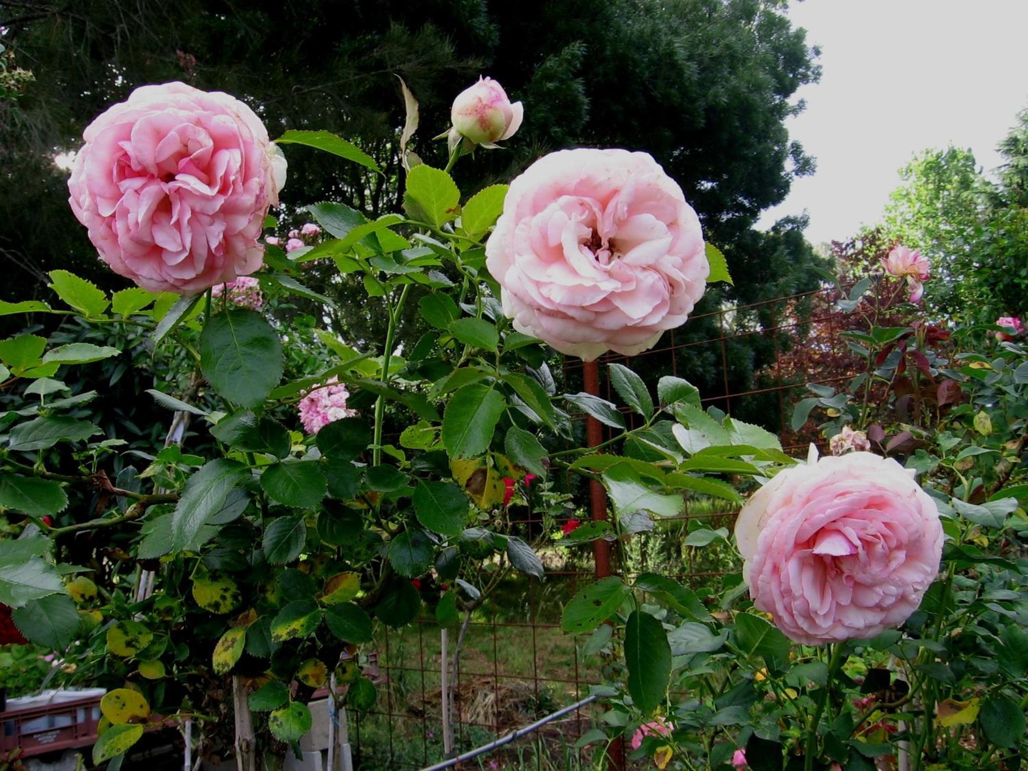 Bowral Road Art Gallery Bed and Breakfast