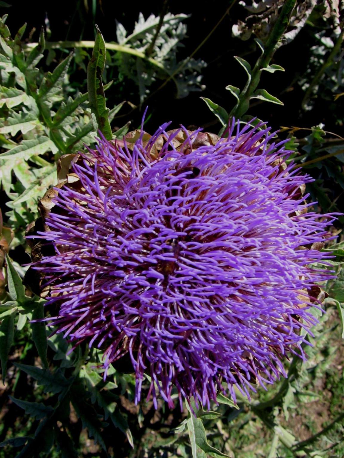 Bowral Road Art Gallery Bed and Breakfast