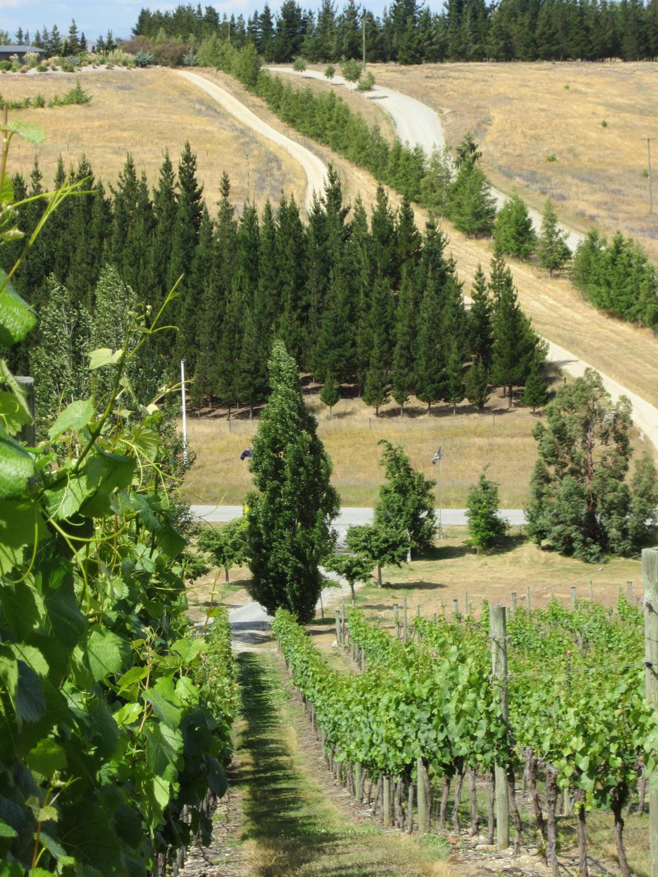 Hawkdun Rise Vineyard & Accommodation