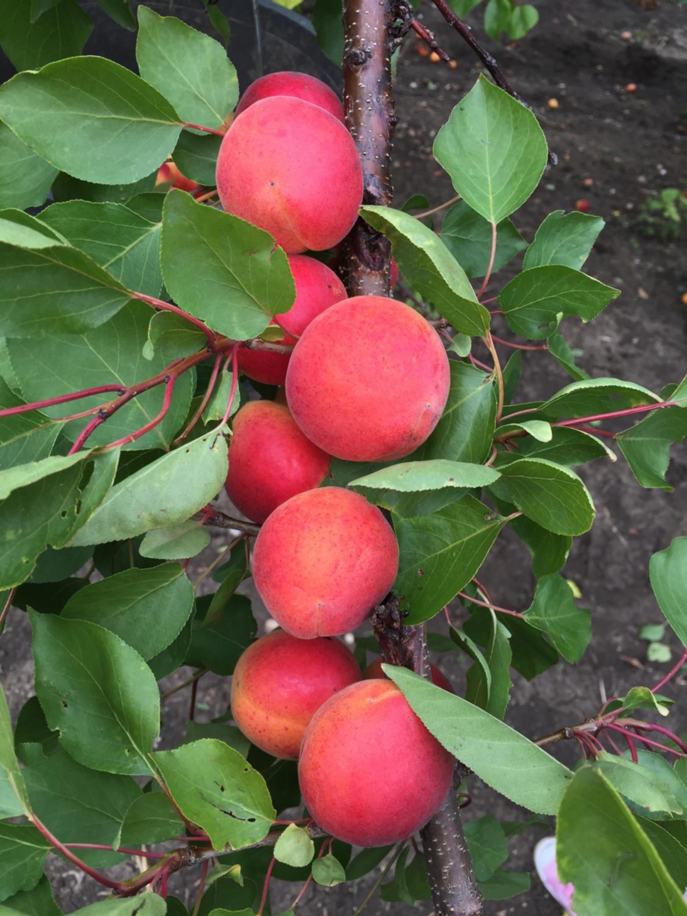 Photo 76