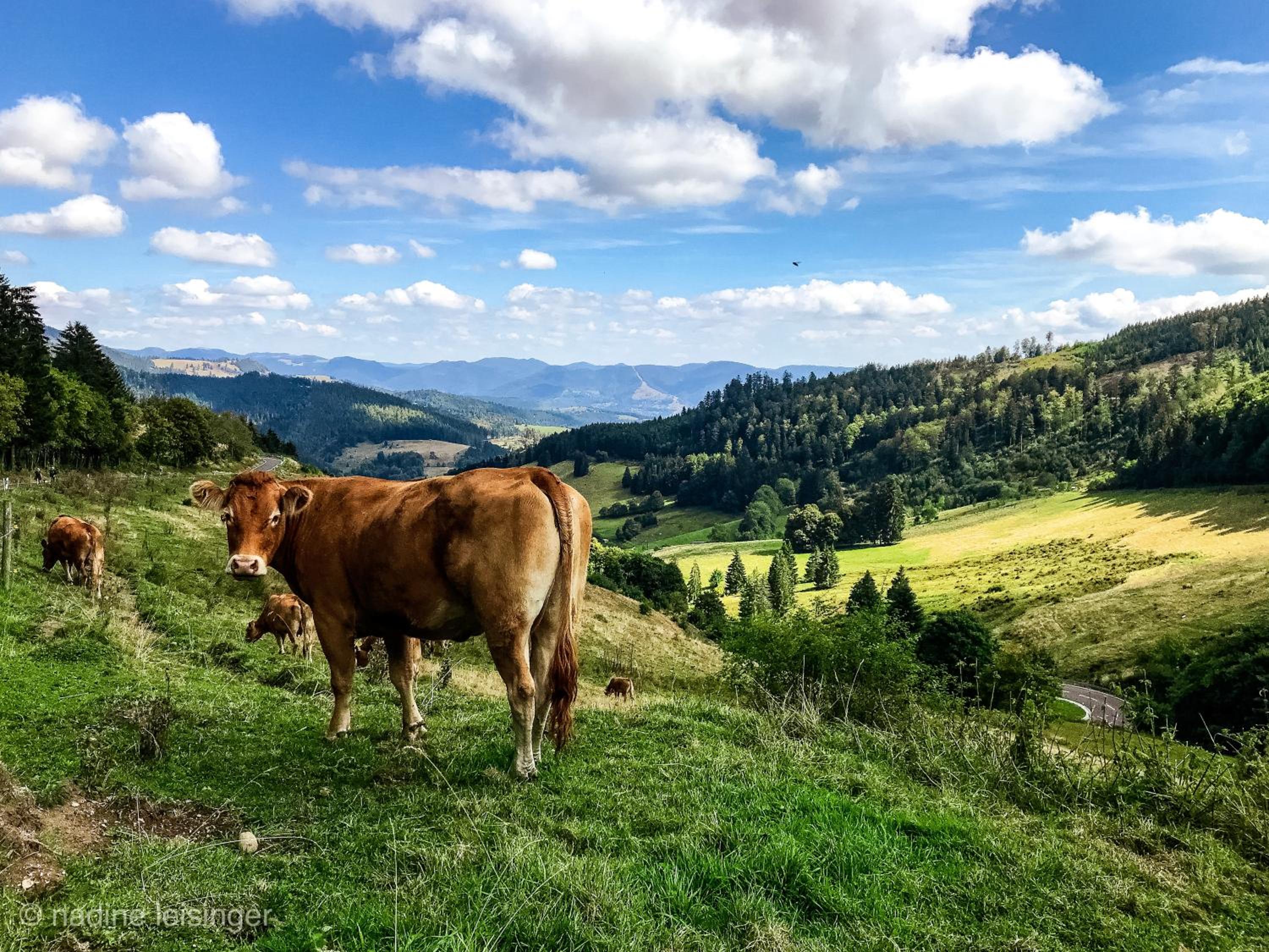 HUS - Chalet Lodges