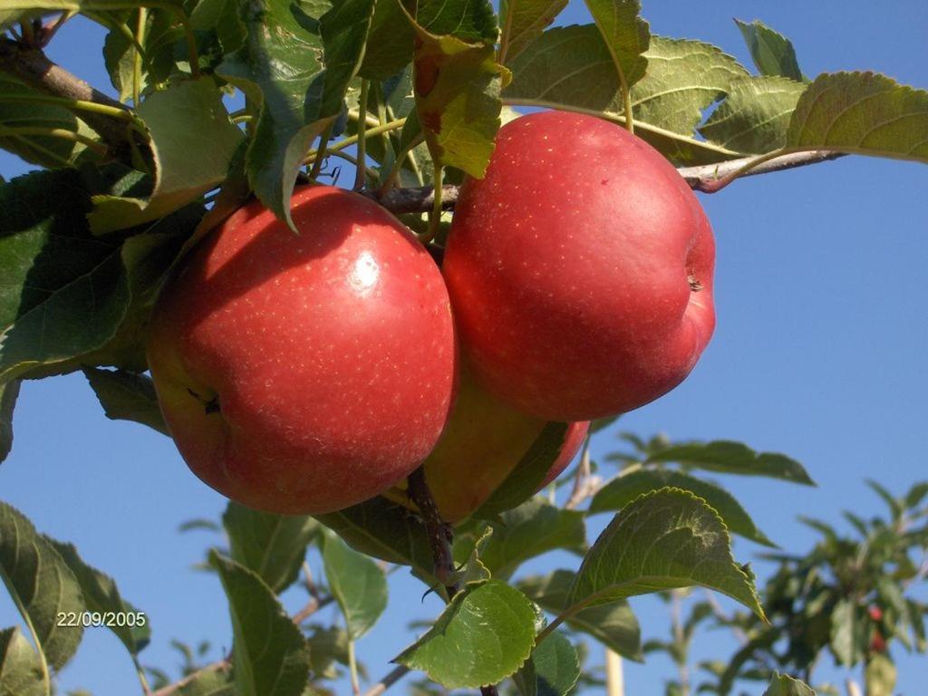 Fewo Obsthof Matthies - Property Image 157