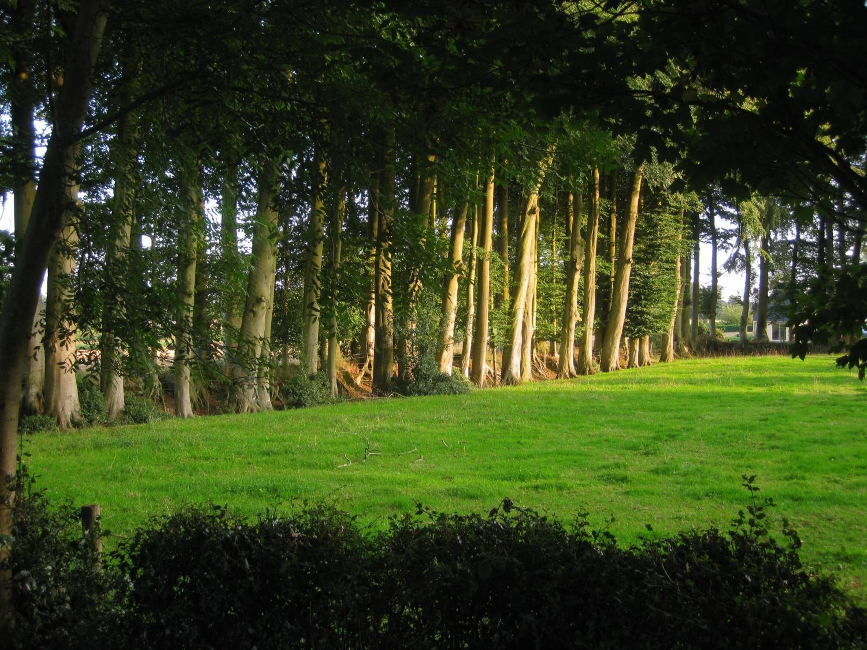 Photo 45