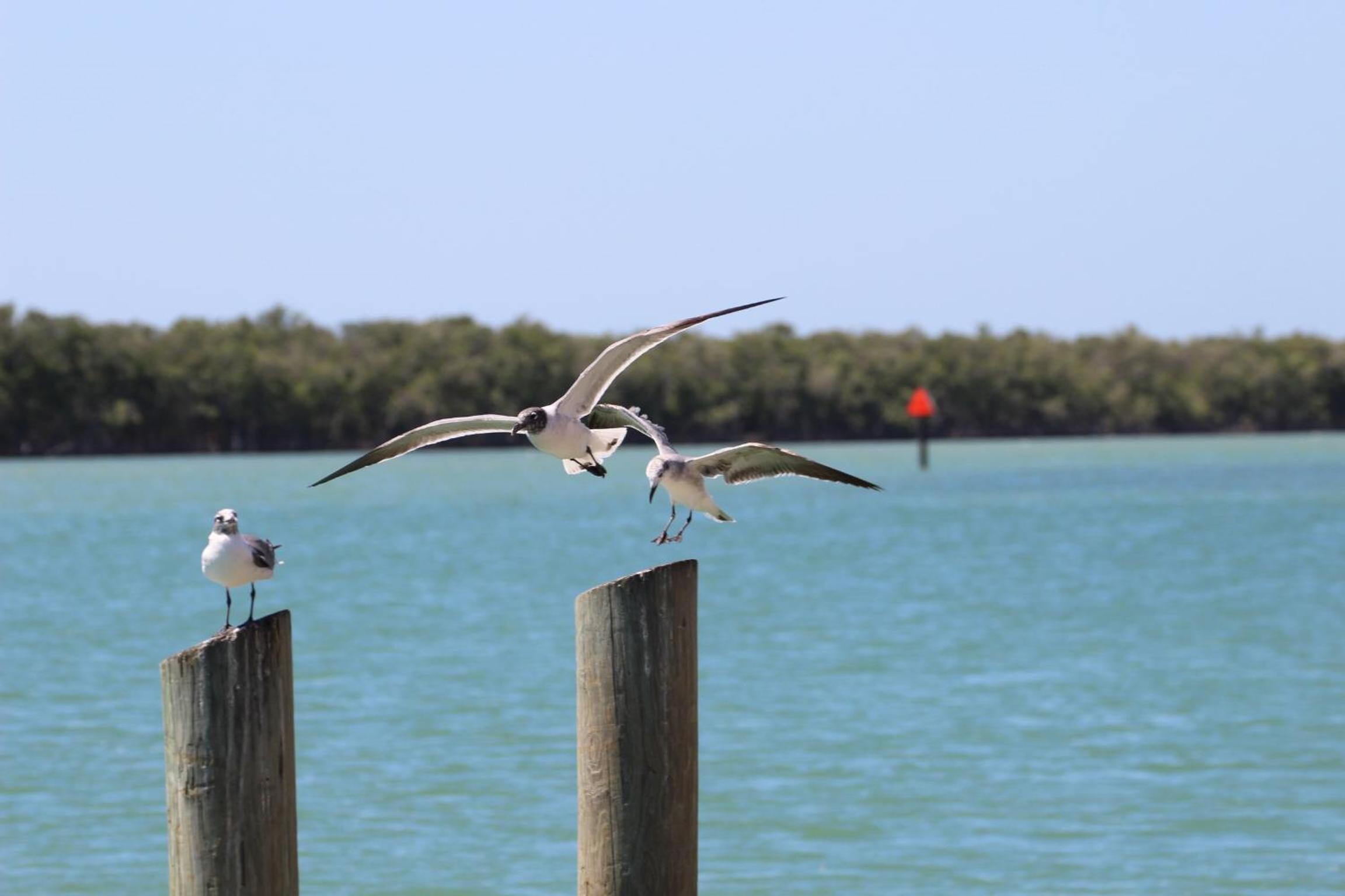 Gilbert's Resort & Marina
