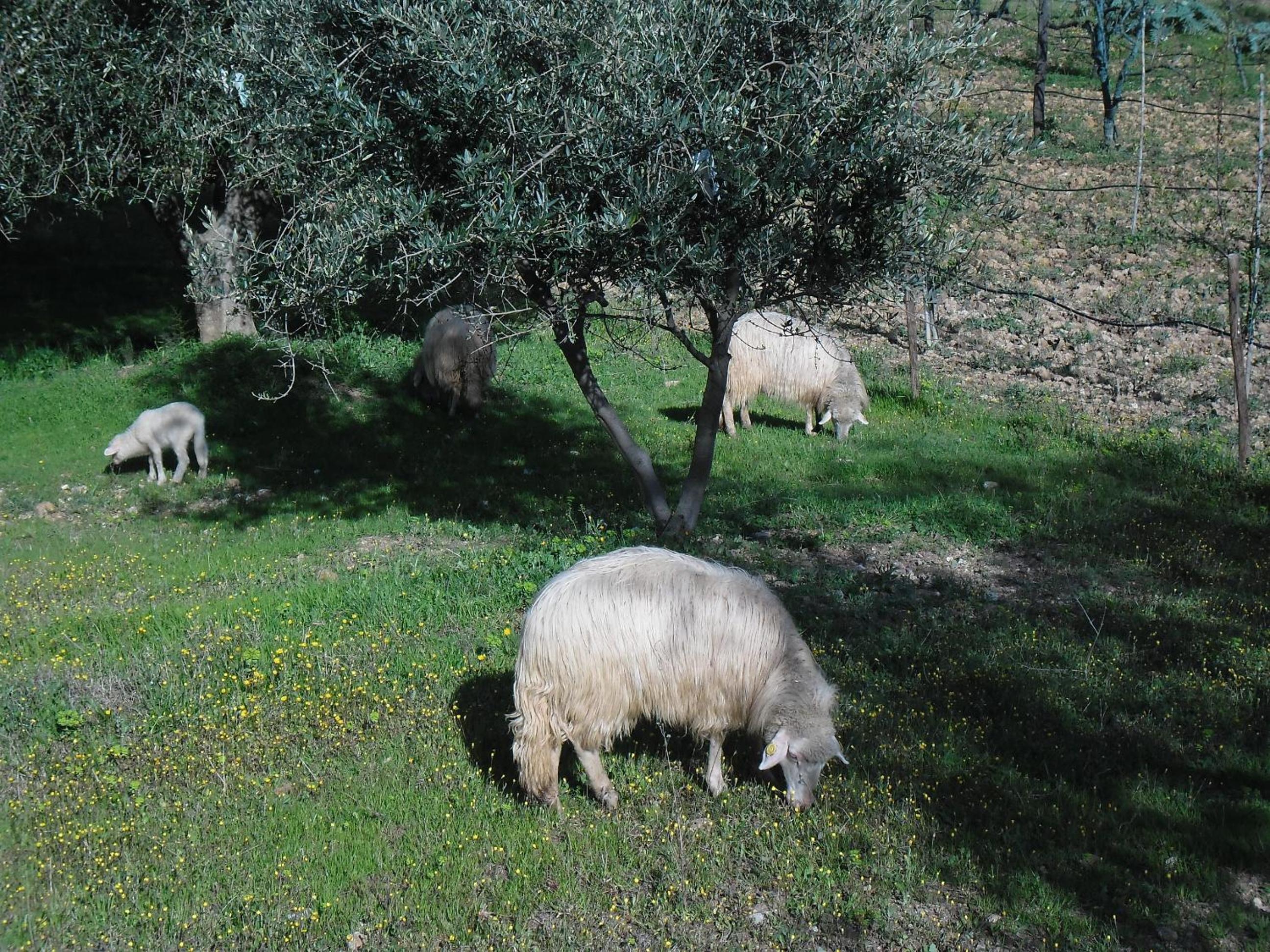 Poggio Petrella