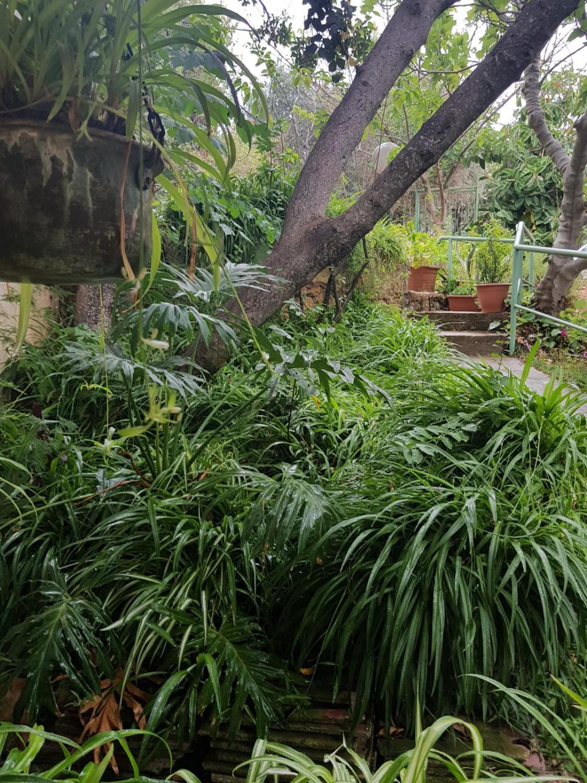 Bloom's Studio הסטודיו של בלום - Image 4