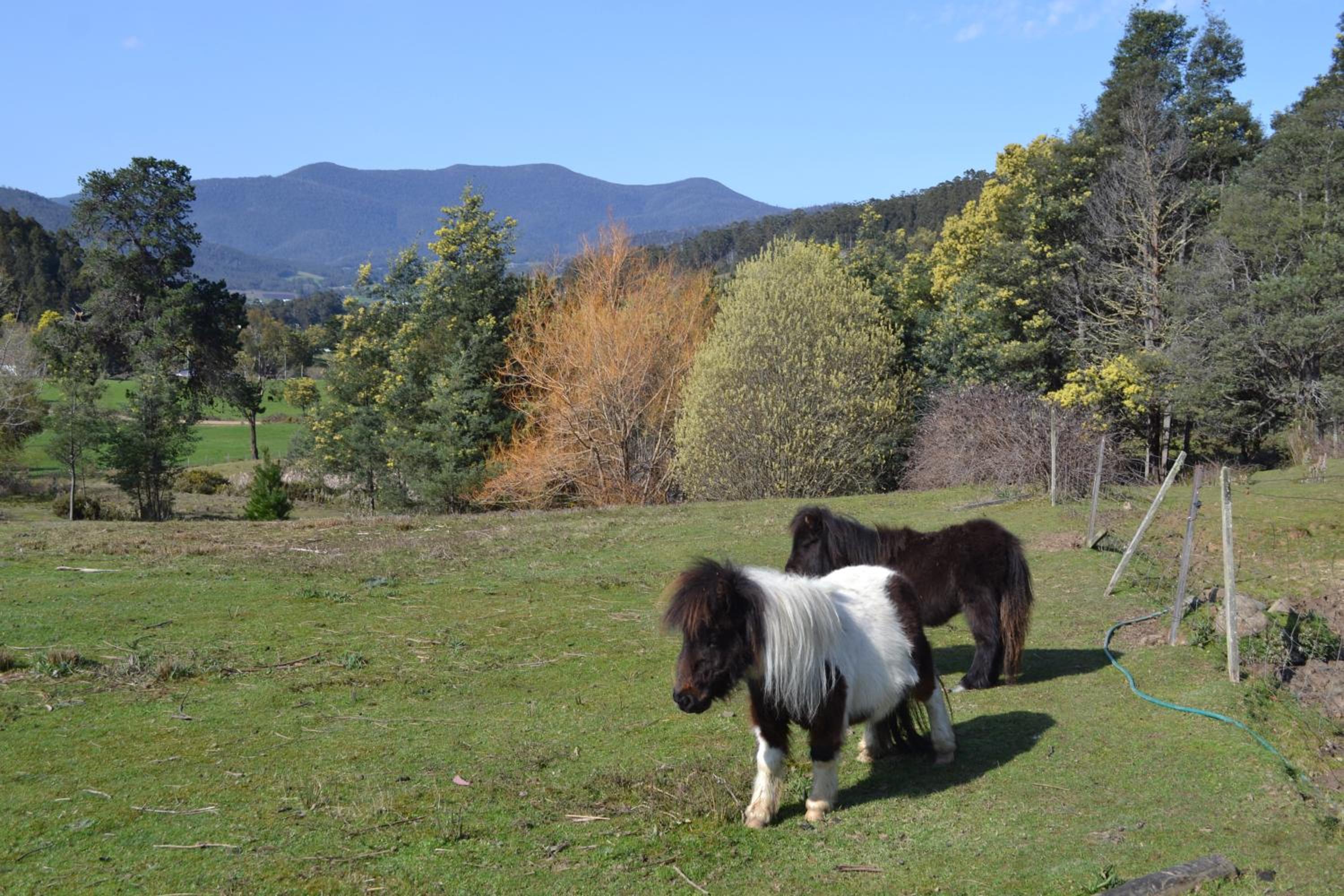 Whispering Spirit Holiday Cottages & Mini Ponies