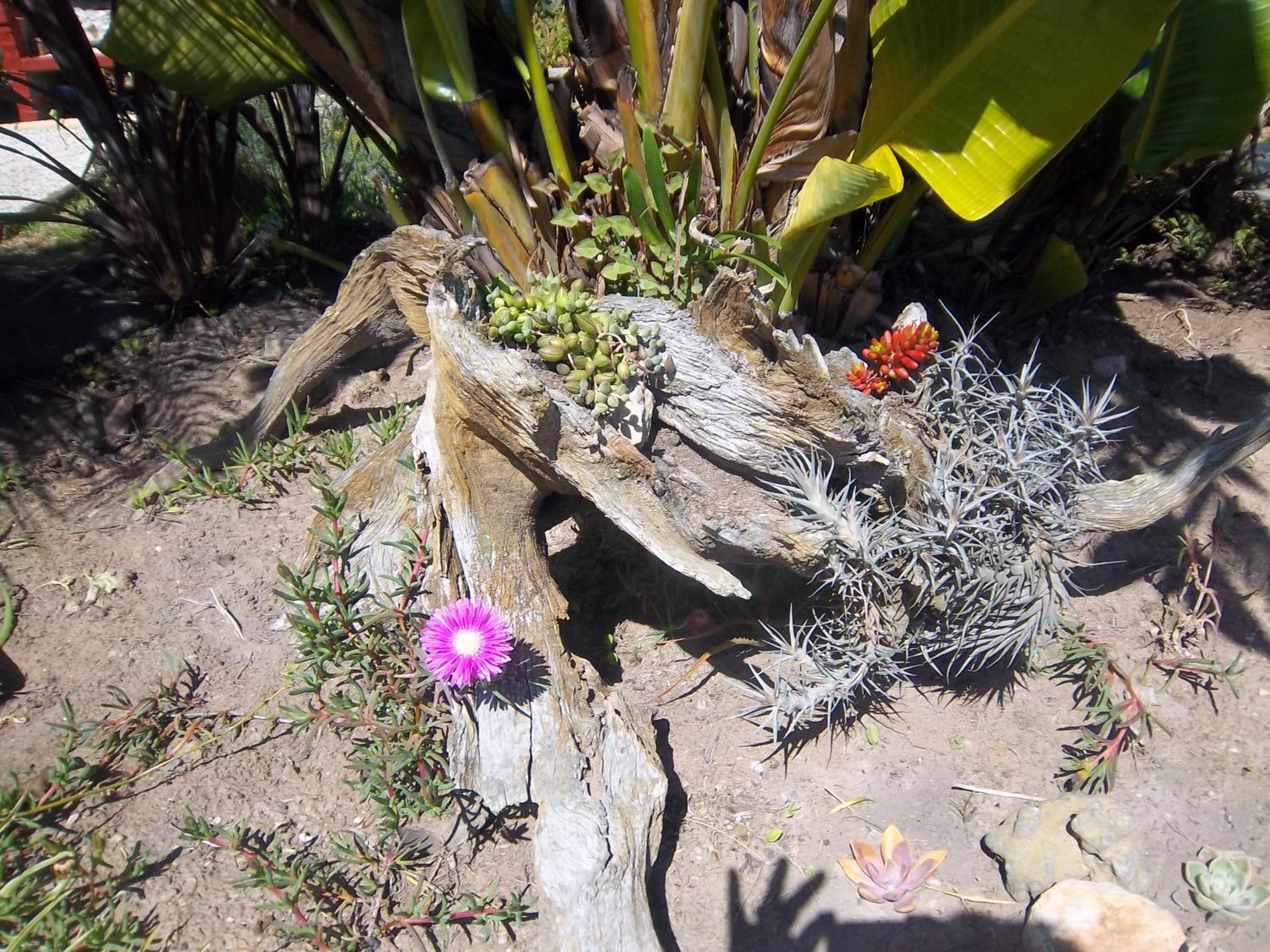 Footprints of Knysna