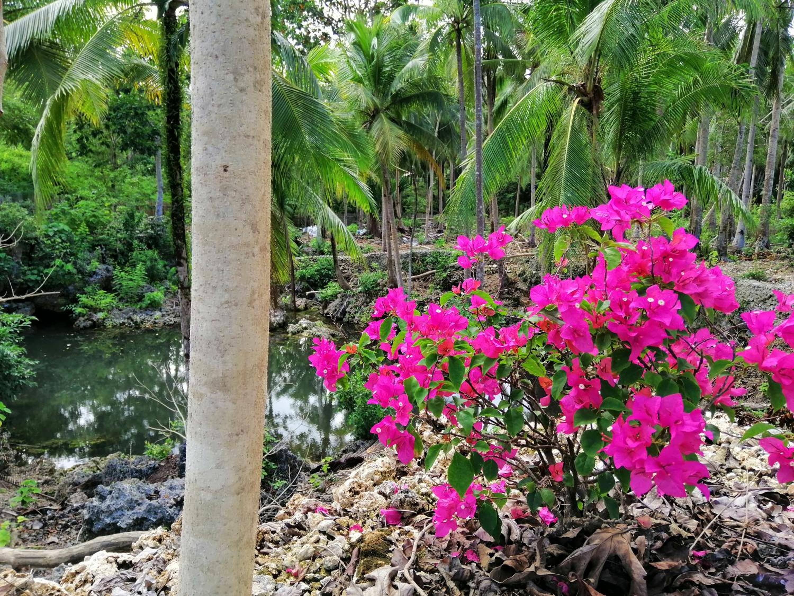 Andnindot garden resort view 2