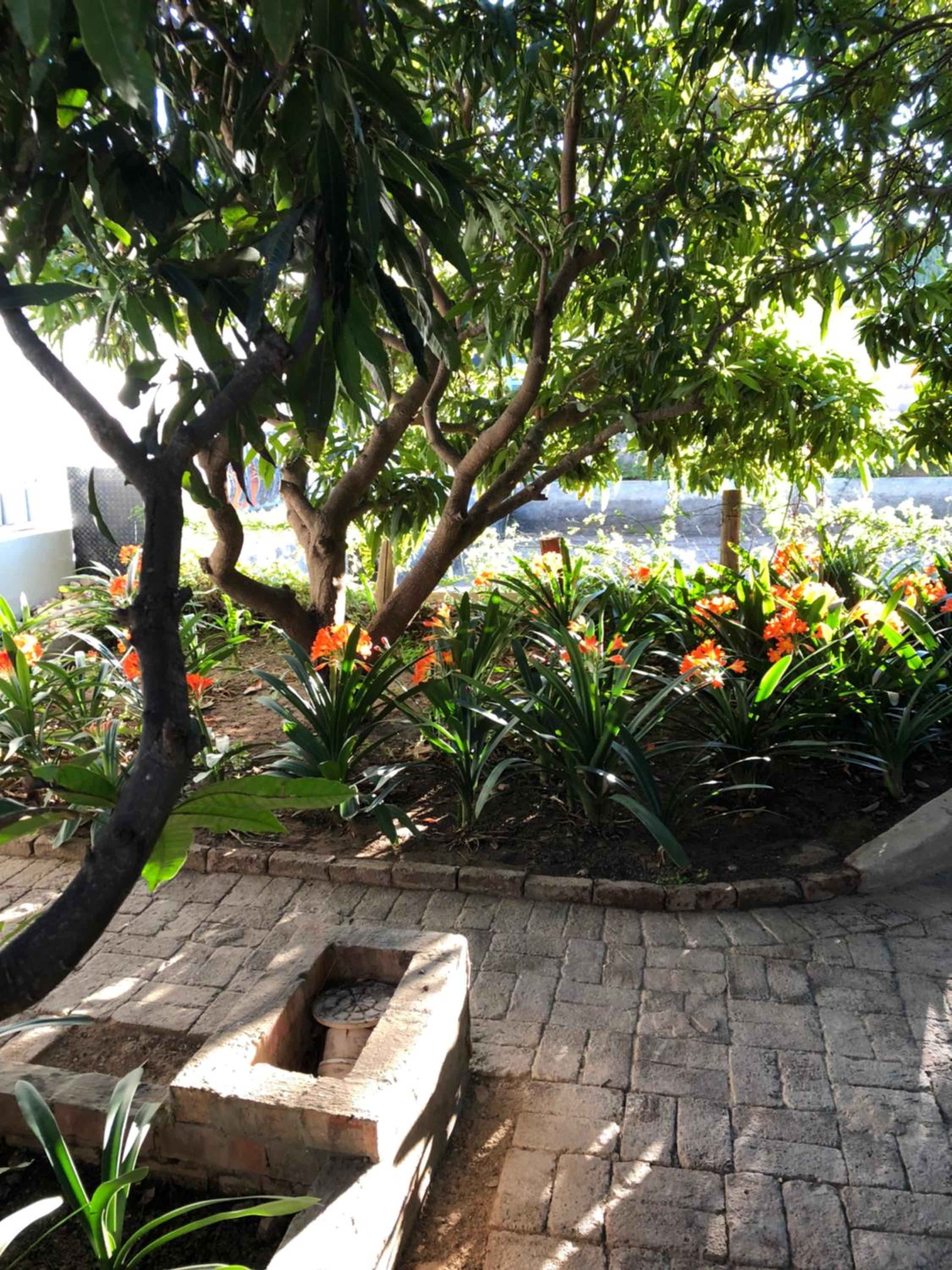 The Lemon Tree view 5