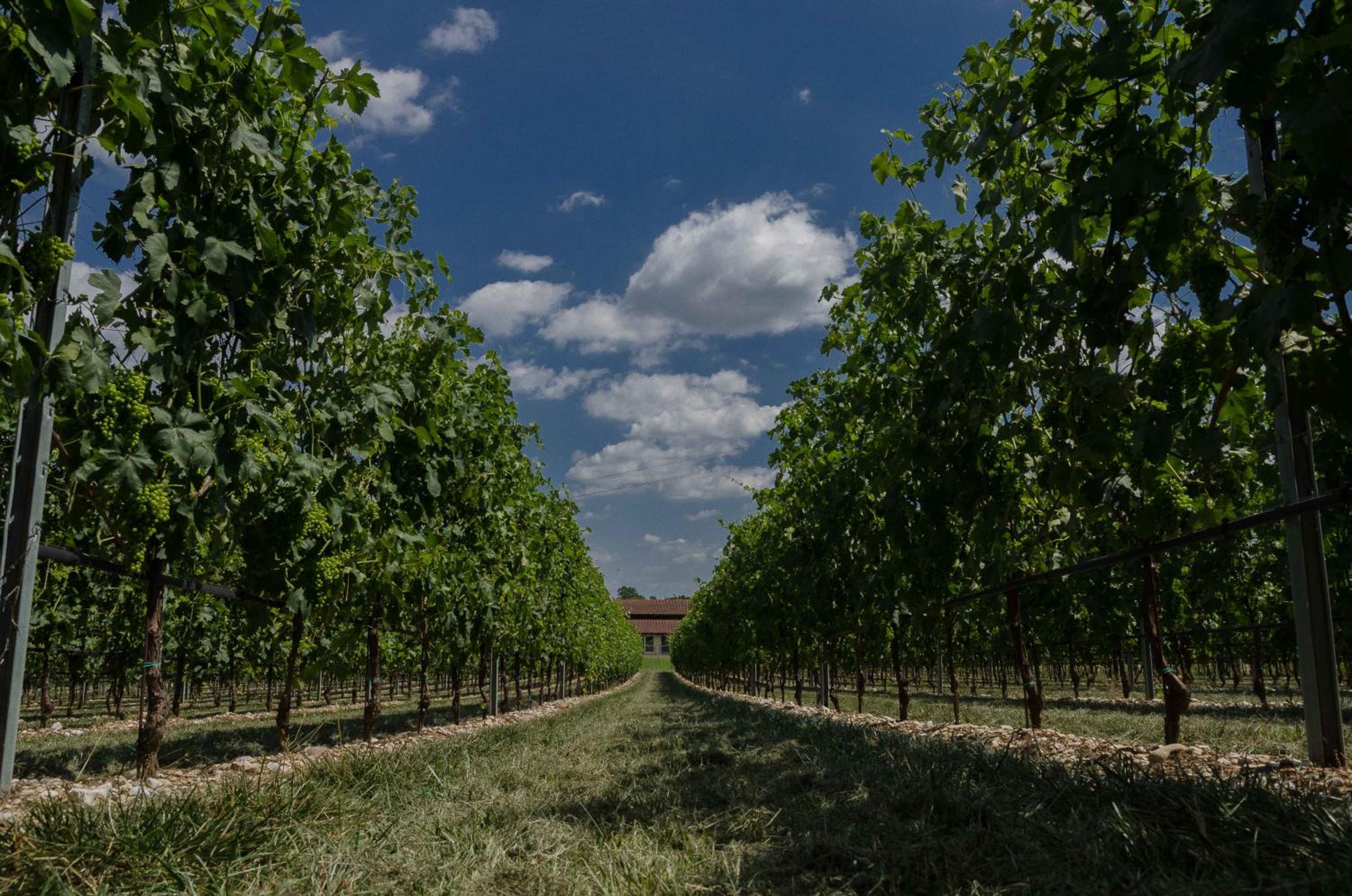 Agriturismo Corte Ambrosio view 2