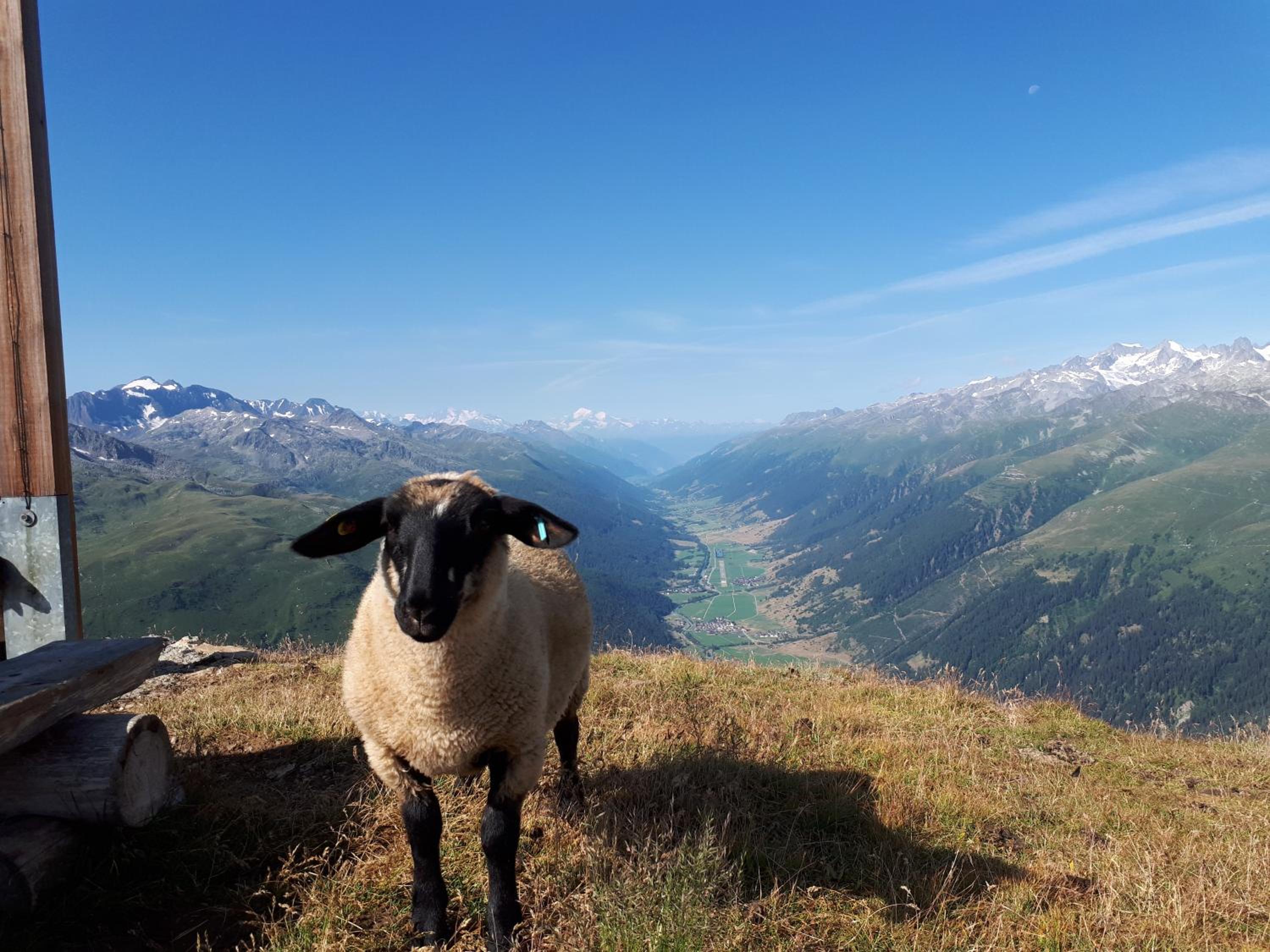 Alpensonne