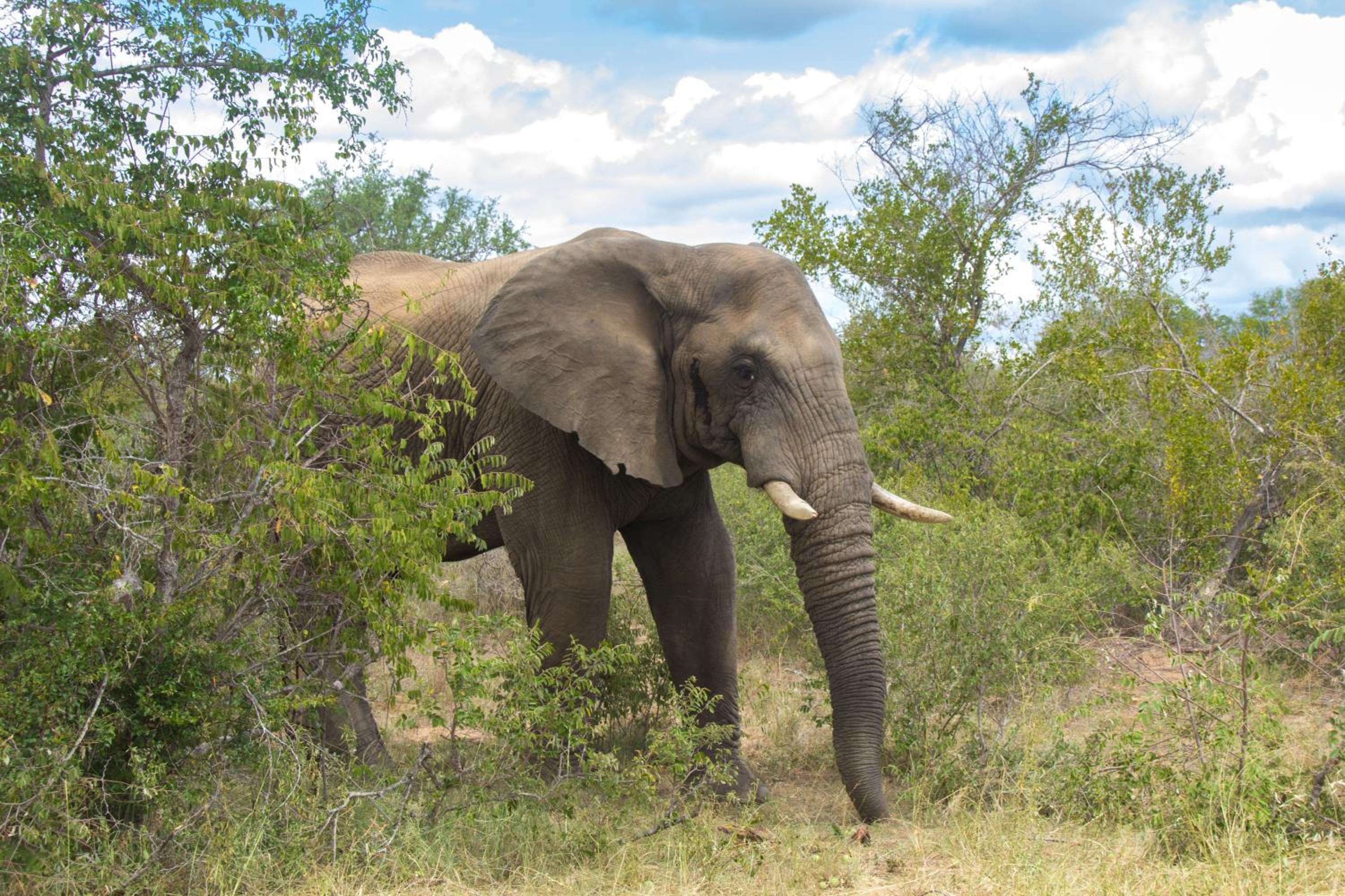 Mvuradona Safari Lodge
