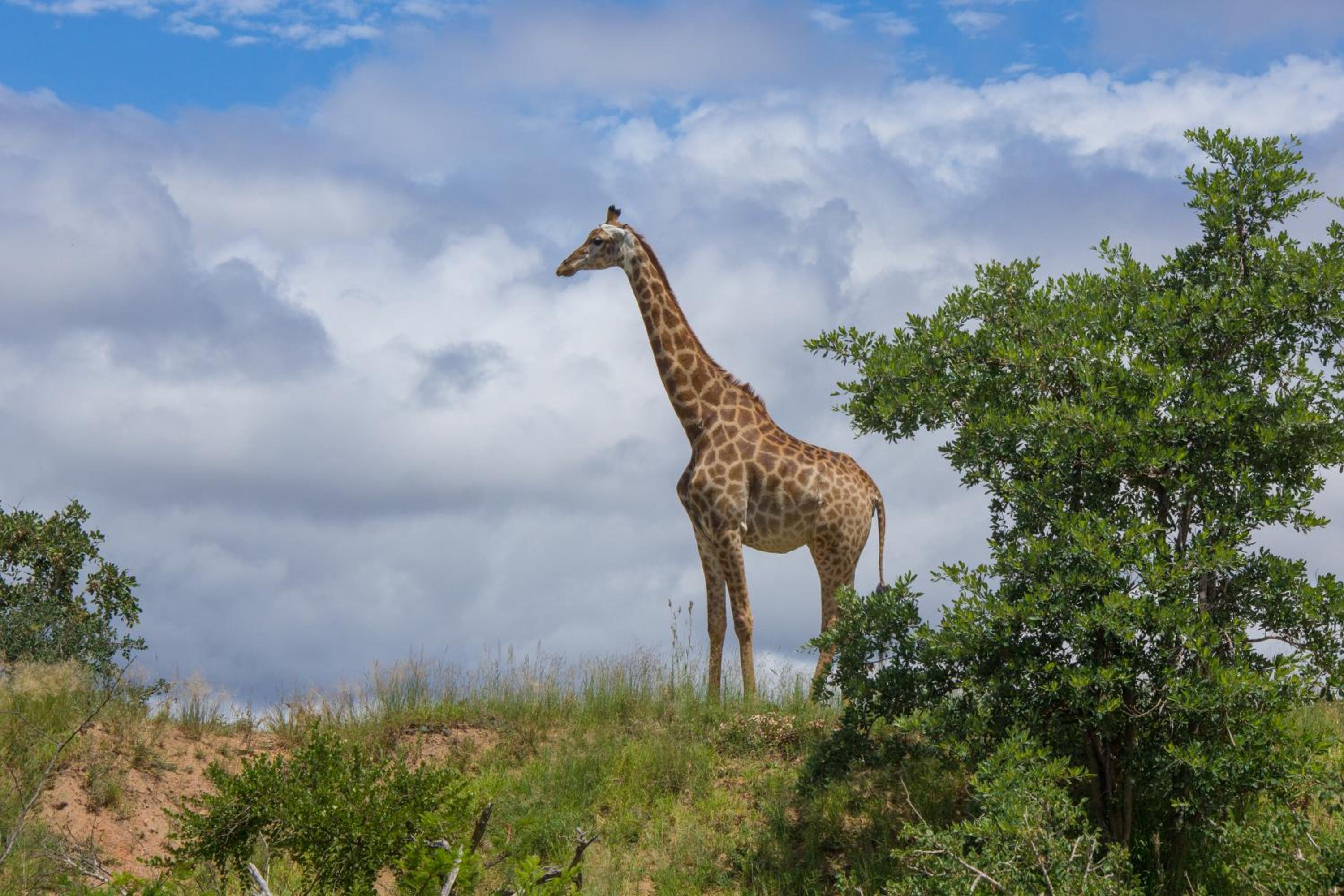 Mvuradona Safari Lodge