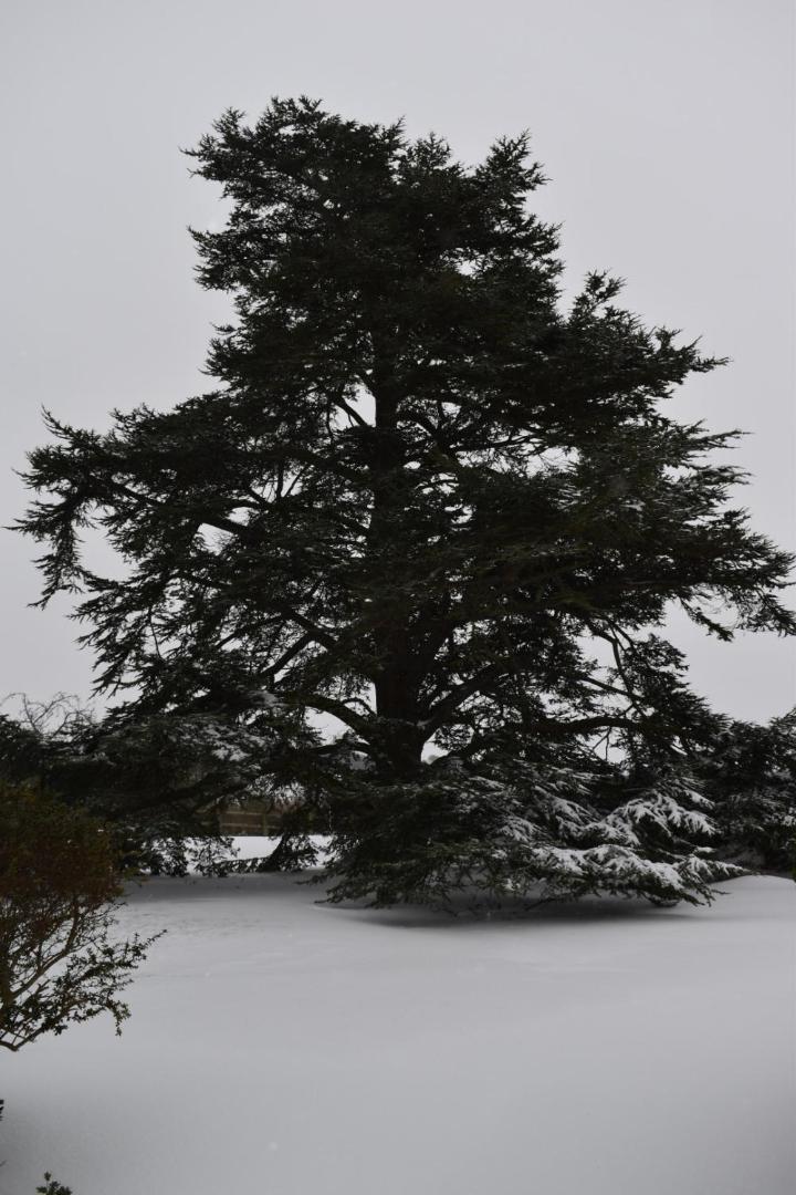 Cedar House