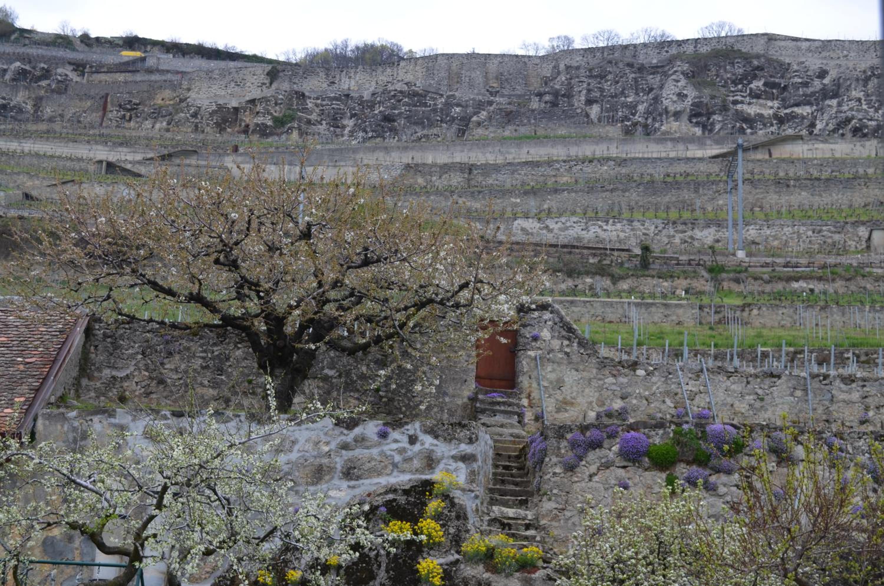 Domaine du Burignon