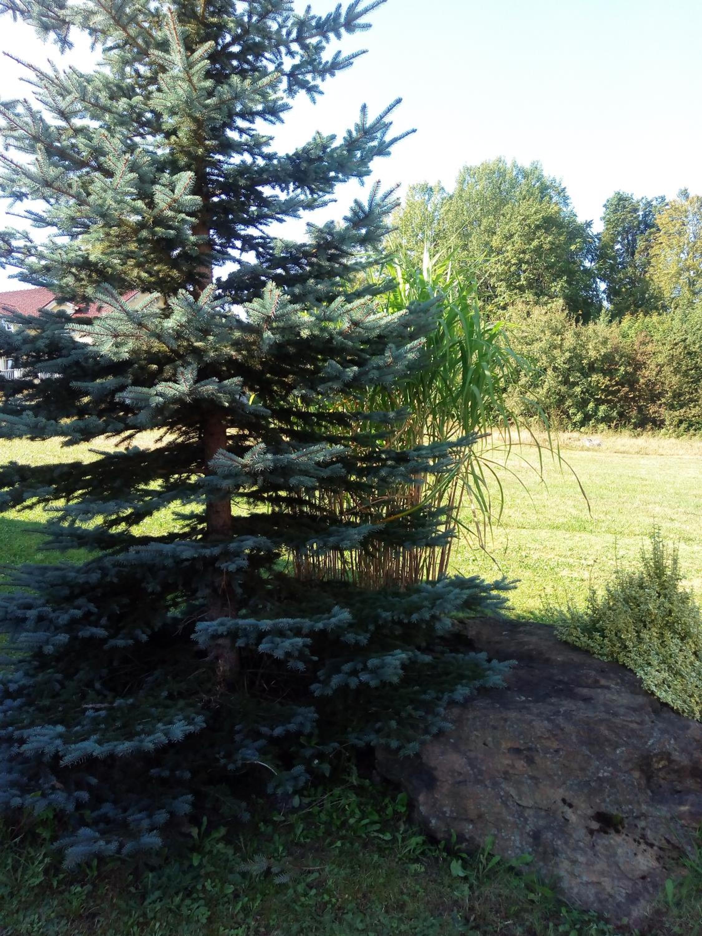Photo 31