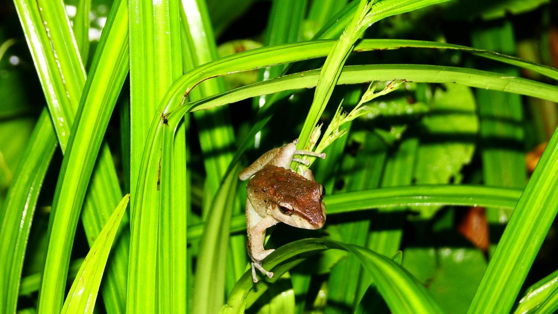 Photo 42