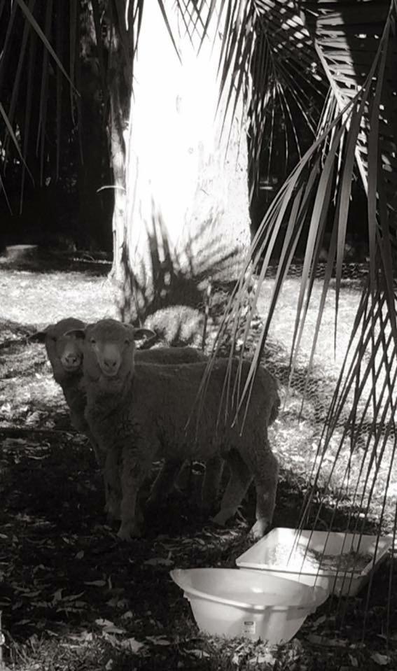 Photo 45
