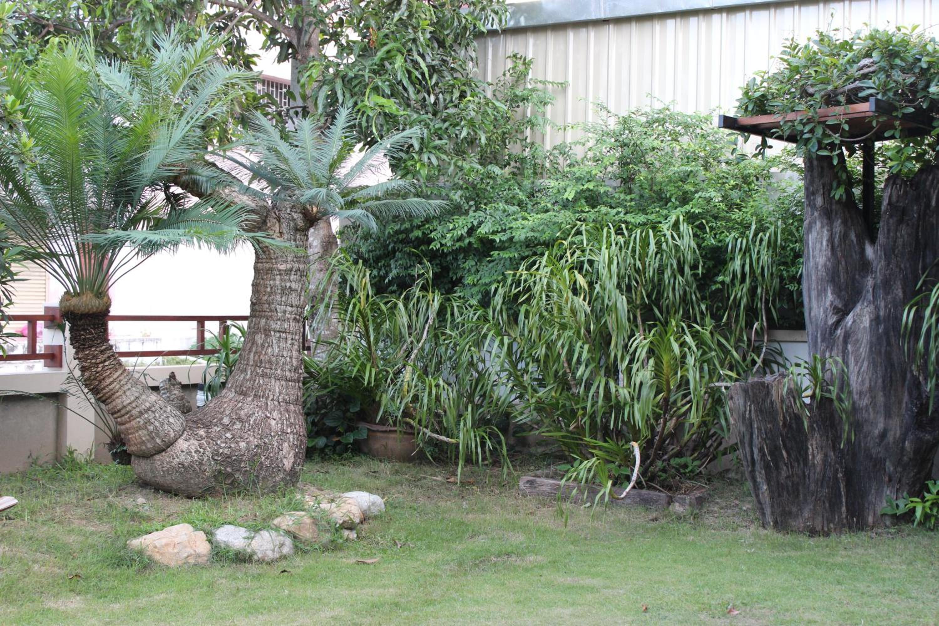 Tree Home Plus