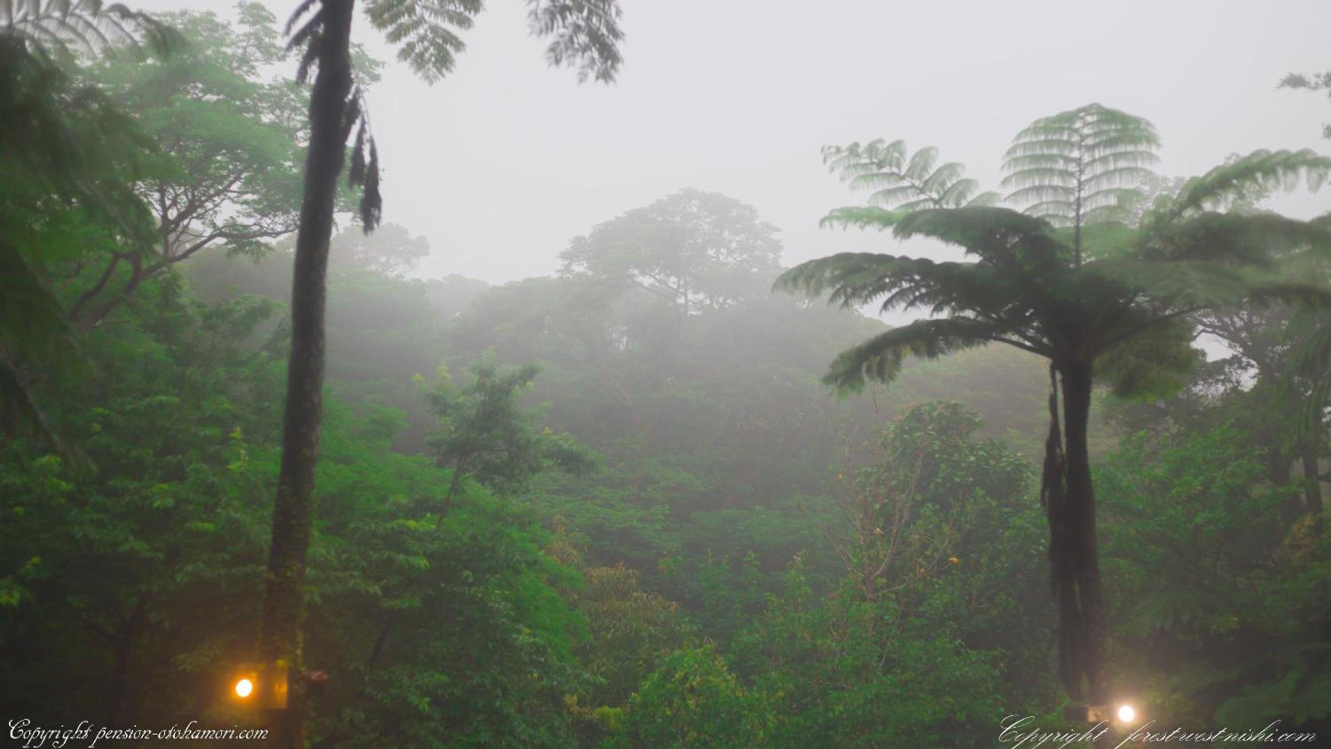 Forest West Nishi