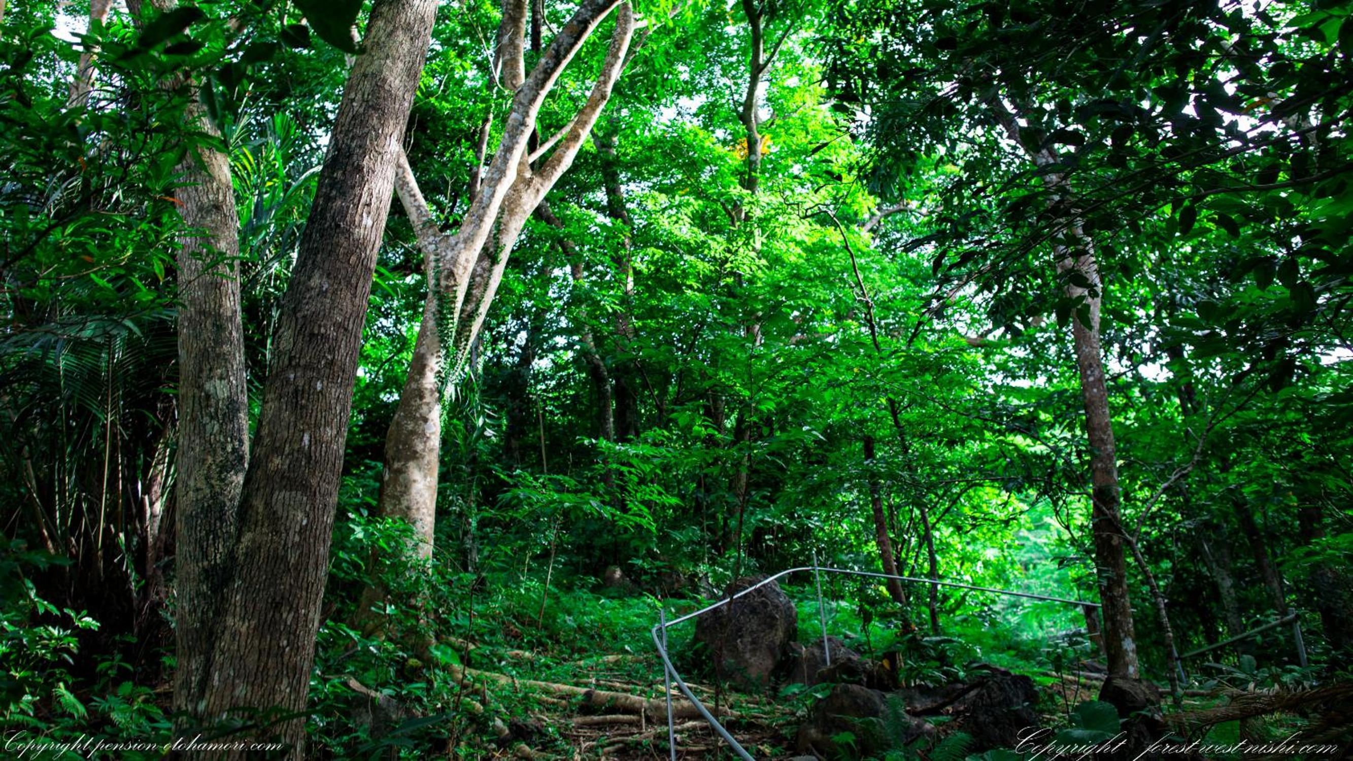 Forest West Nishi