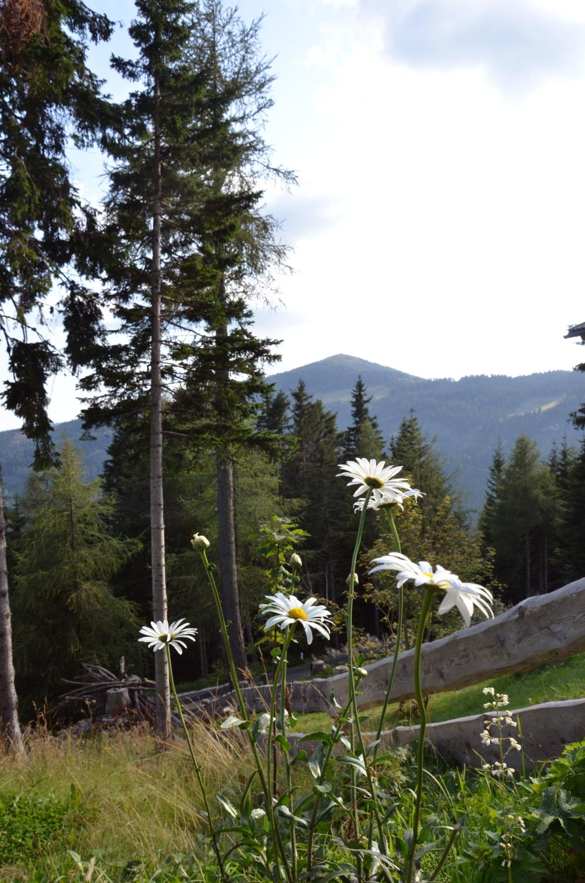 Ferienhaus Bergfee