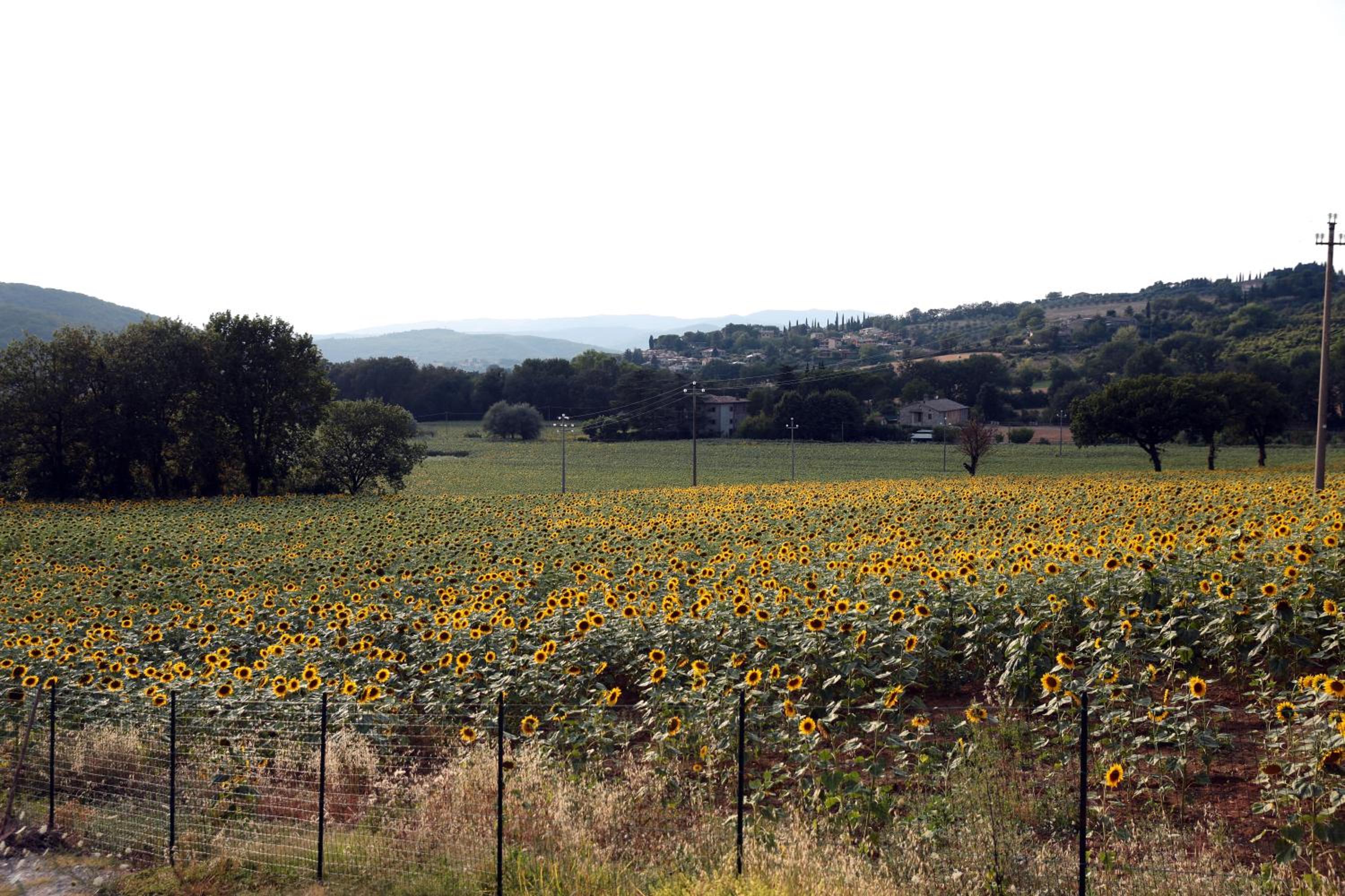 Il Casolare Green House view 4
