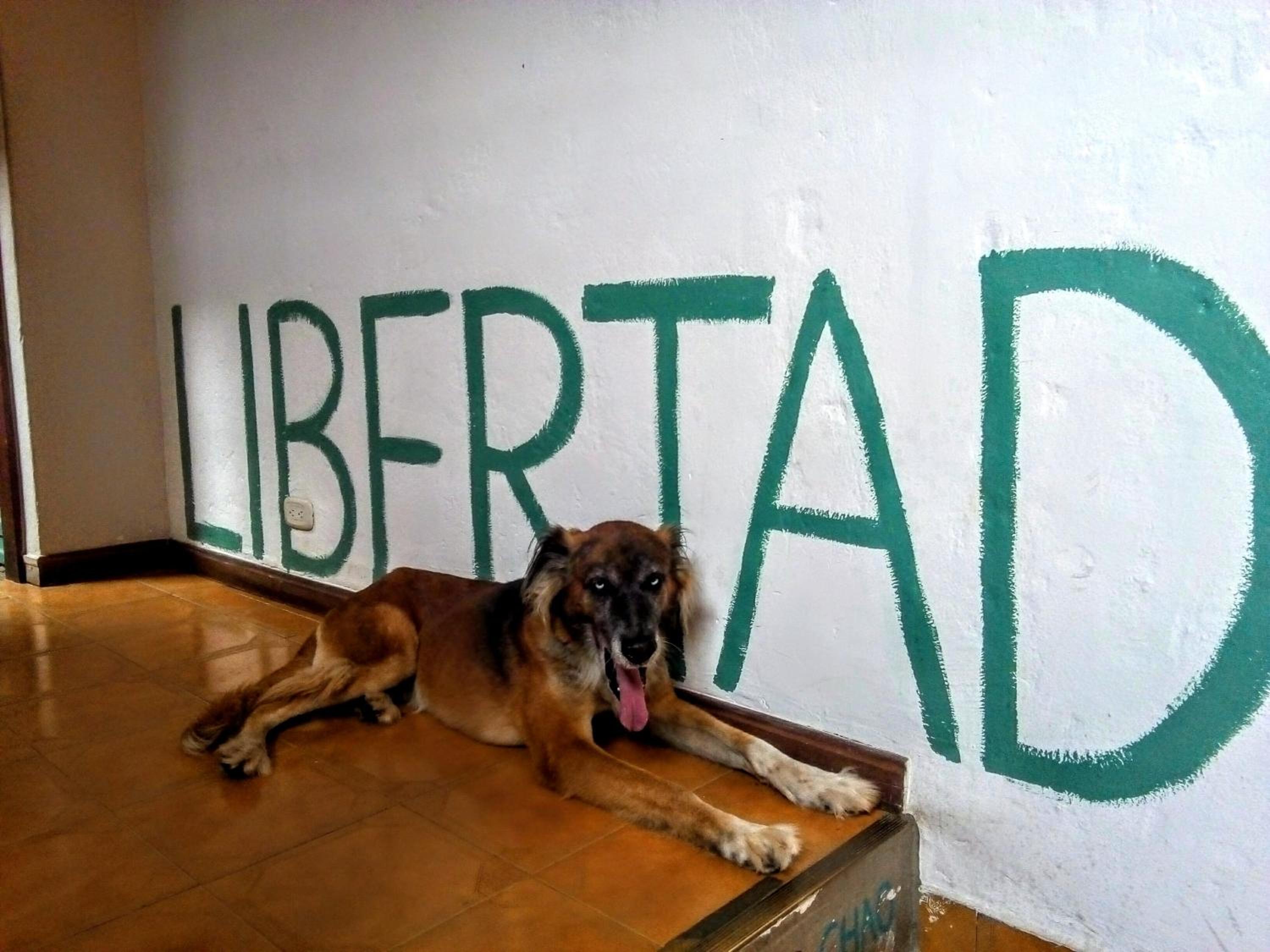 Yolo Hostel Medellin