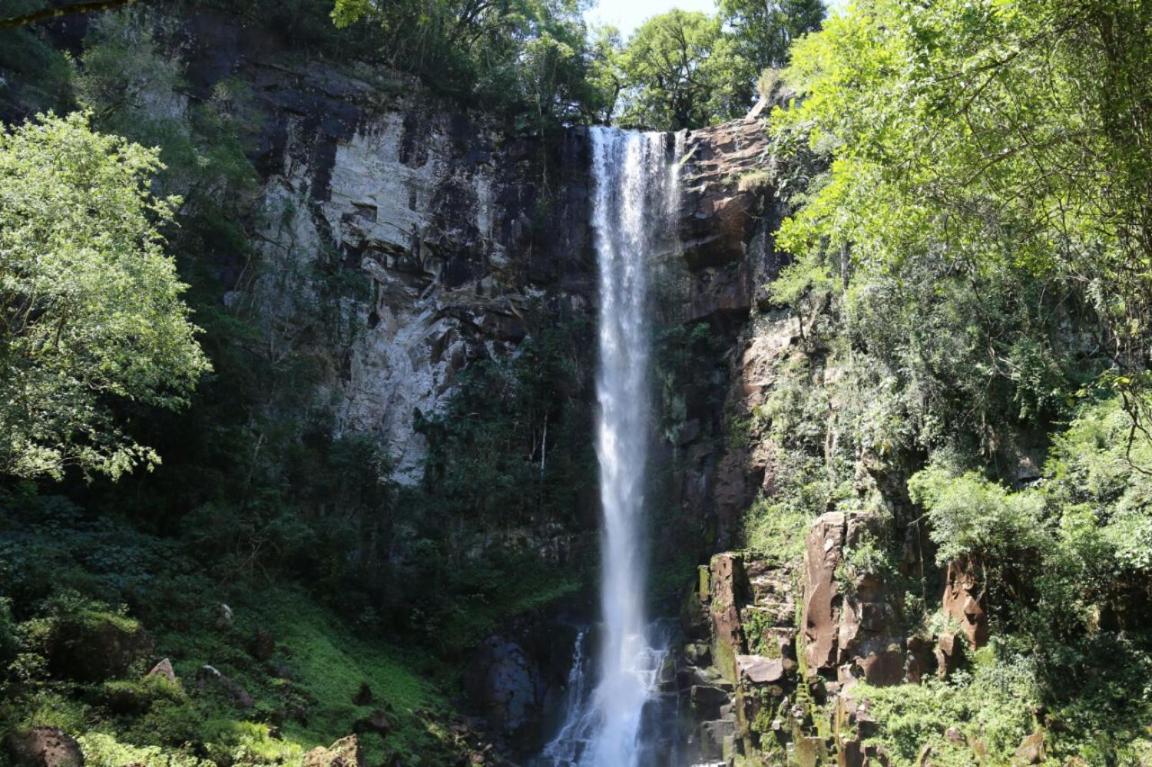 Piel de Timbó - Image 1