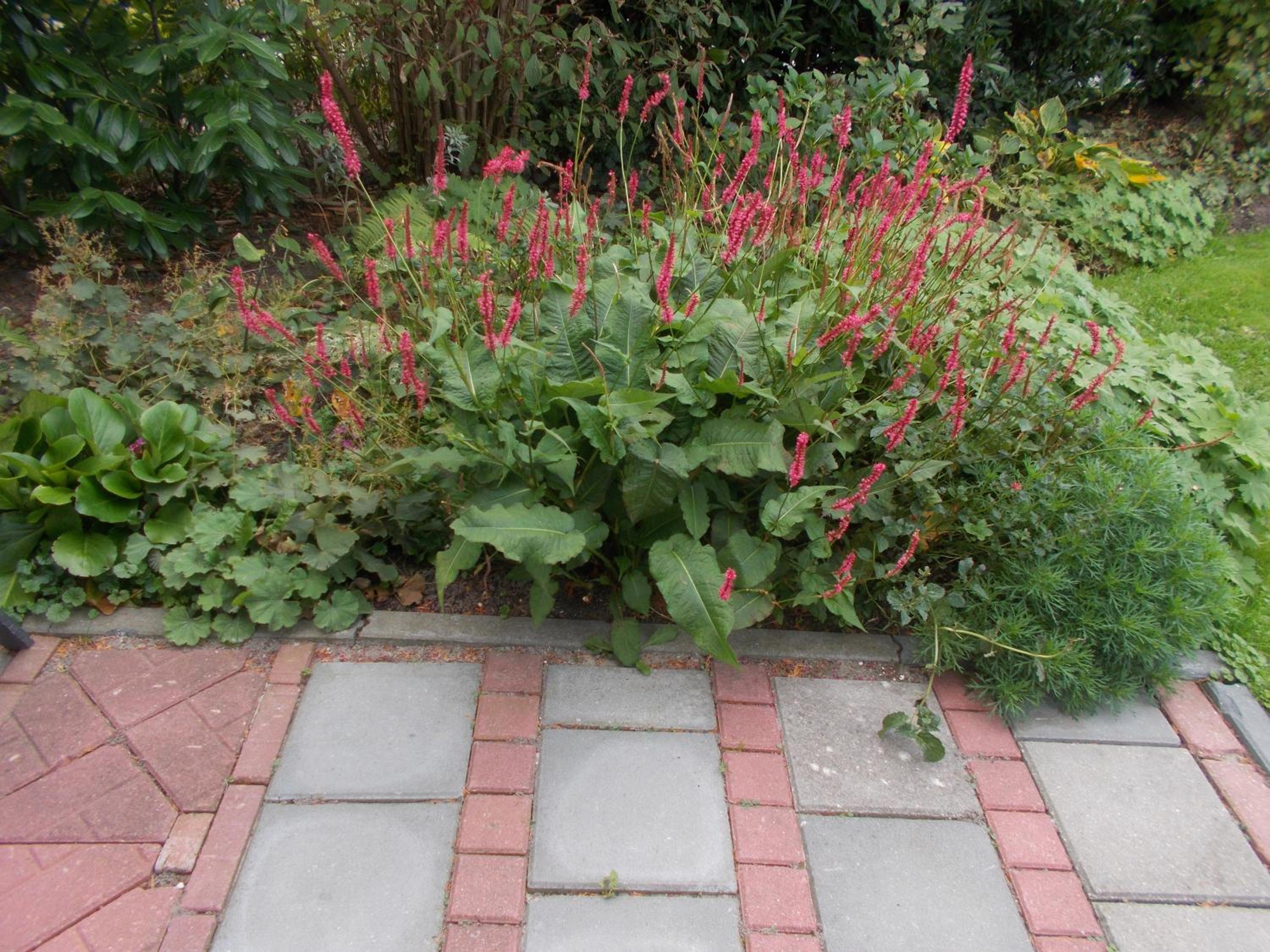 Photo 37