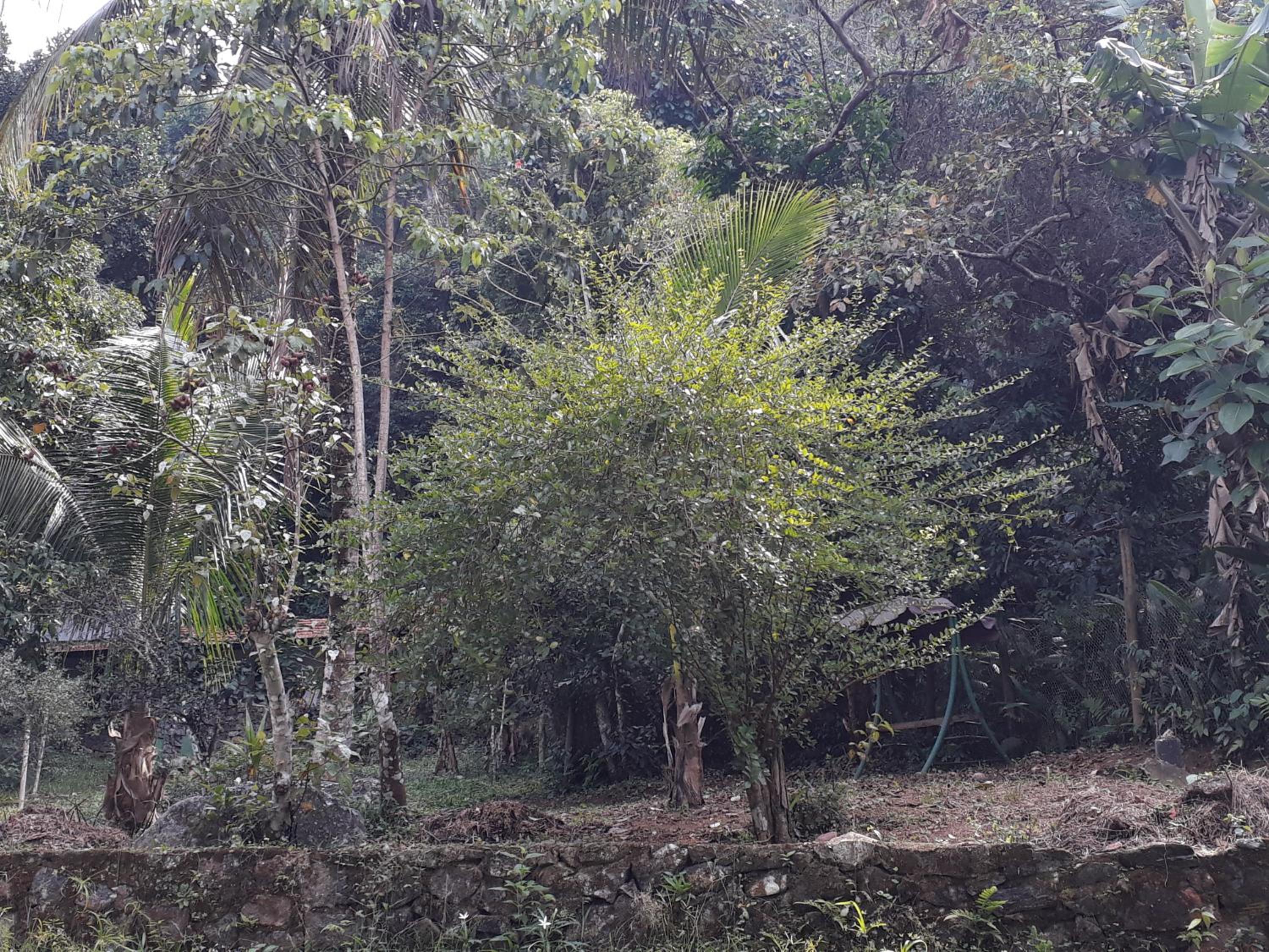 Recanto da gipoia