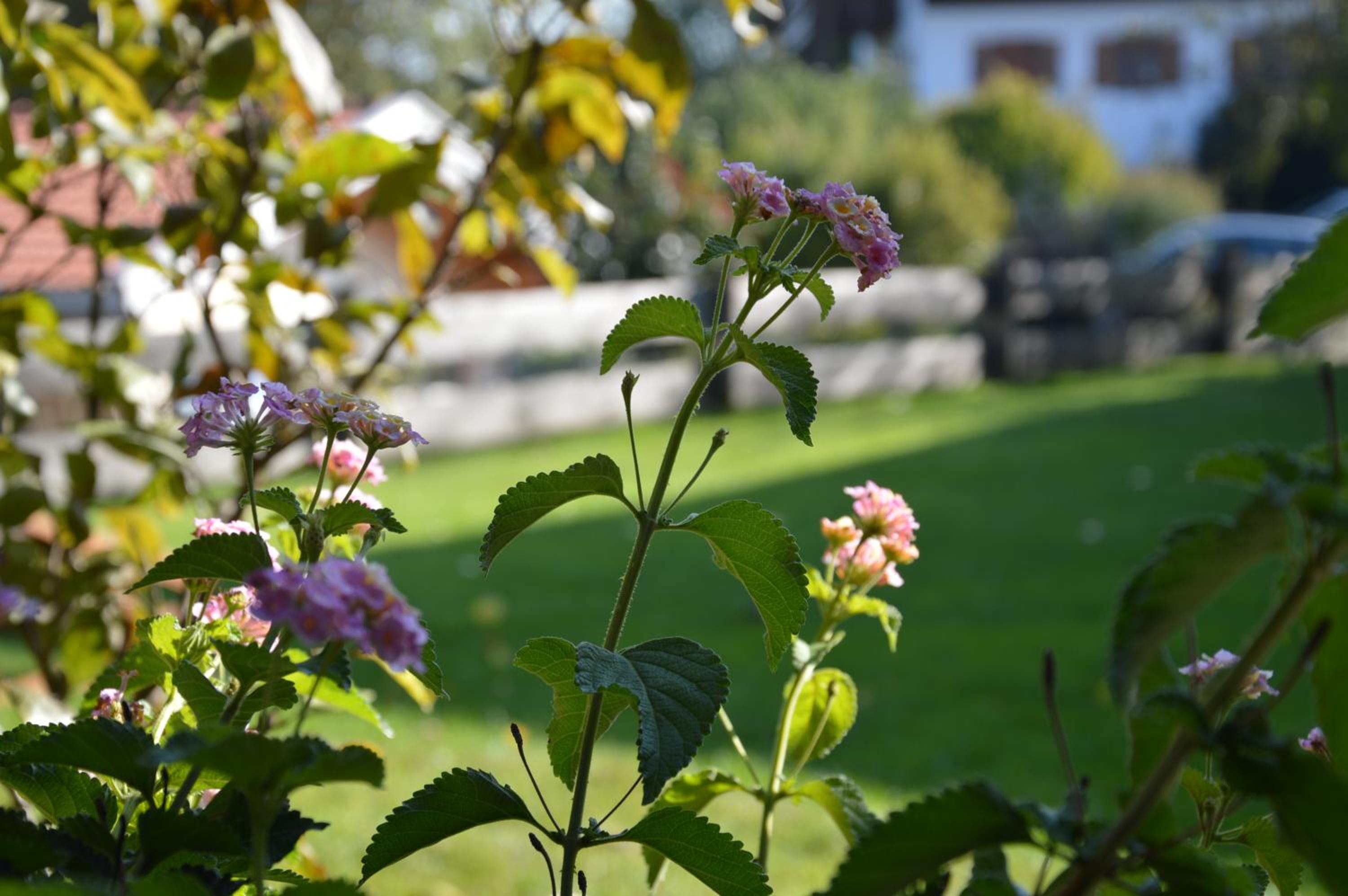Pension Willibald
