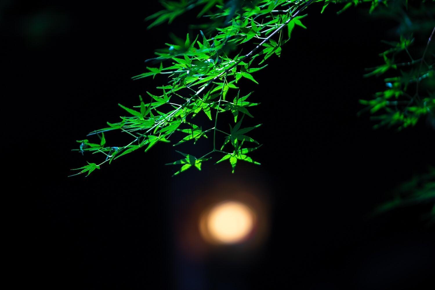 Taisho Yufu no Hana