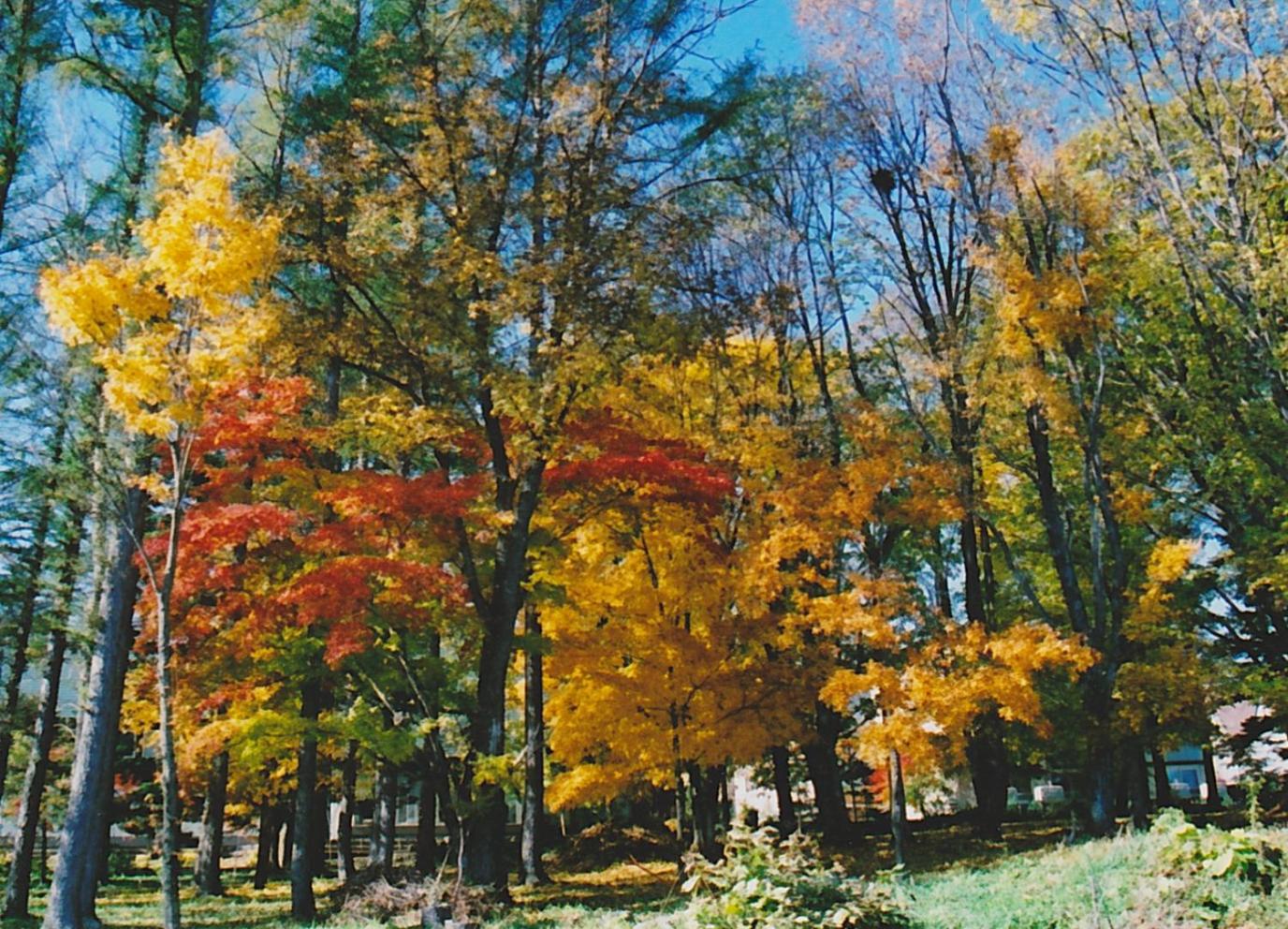 Cottage Morino Nakamatachi view 2
