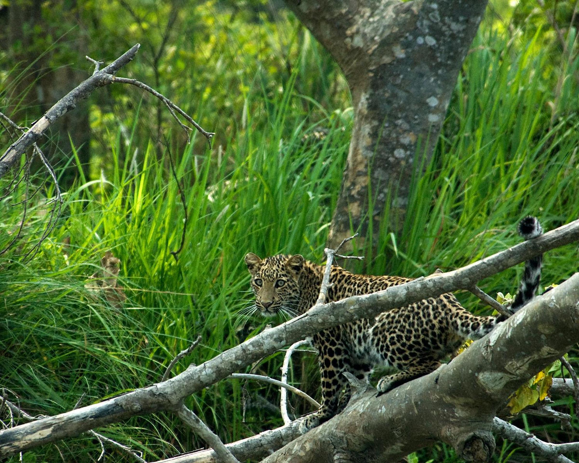 Tiger Tops Tharu Lodge