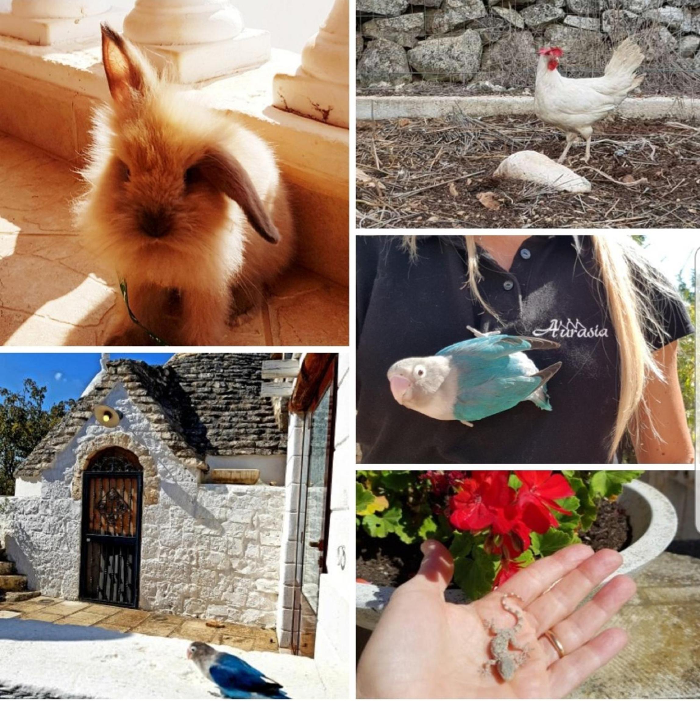 B&b Aurasia