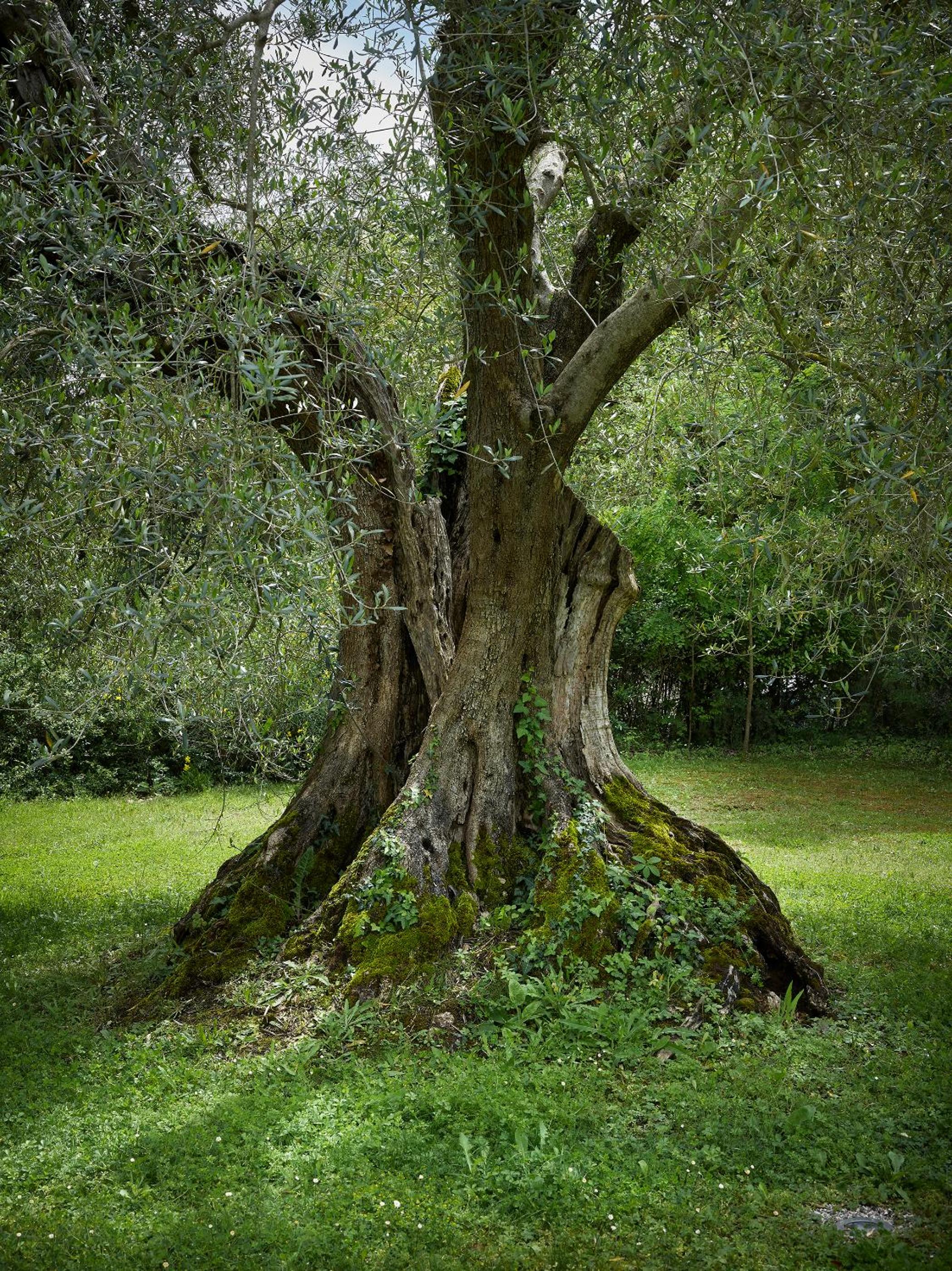 Borgo Lucignanello Bandini