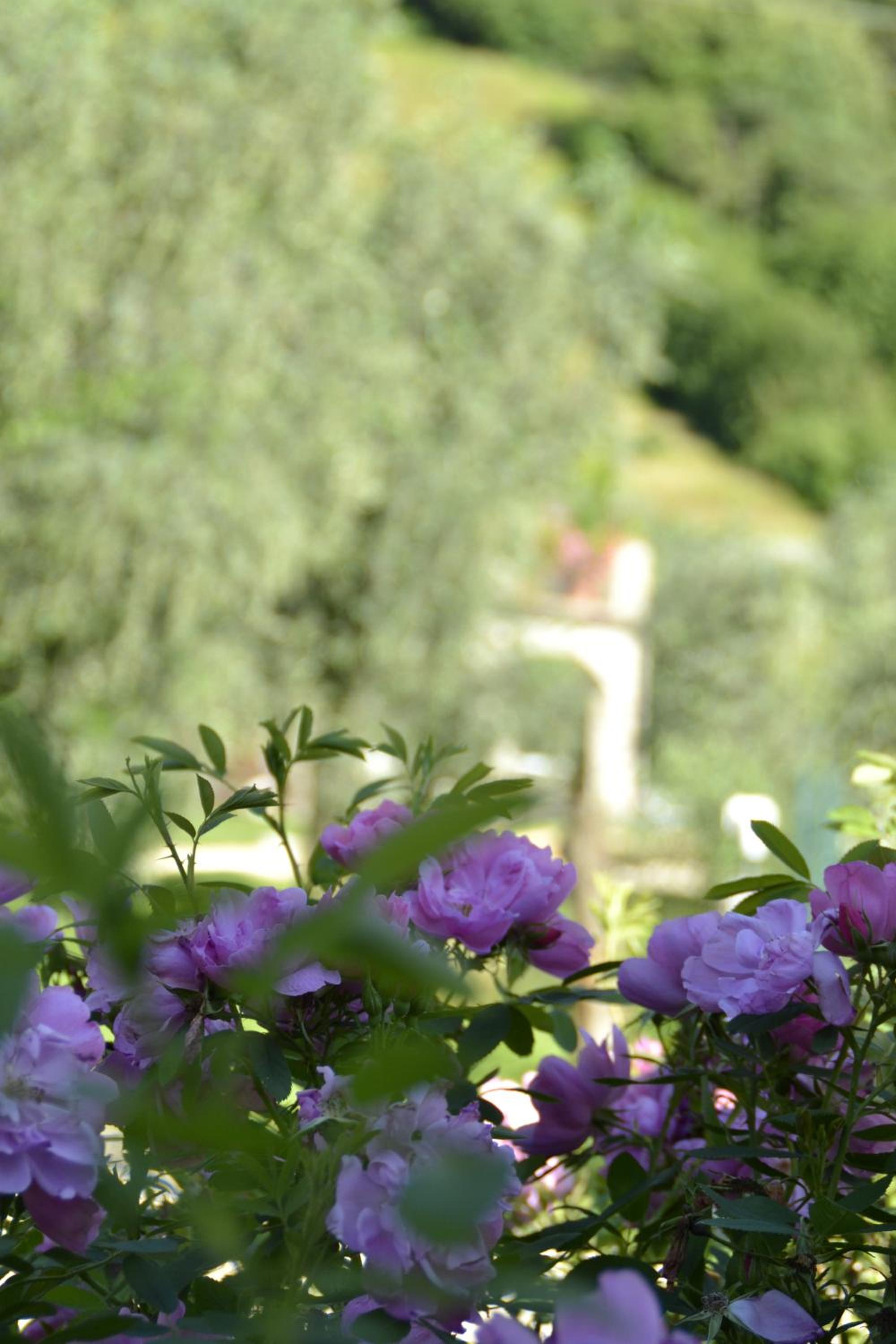 "Villa Giulia Nicole" Apartaments- Country House view 4