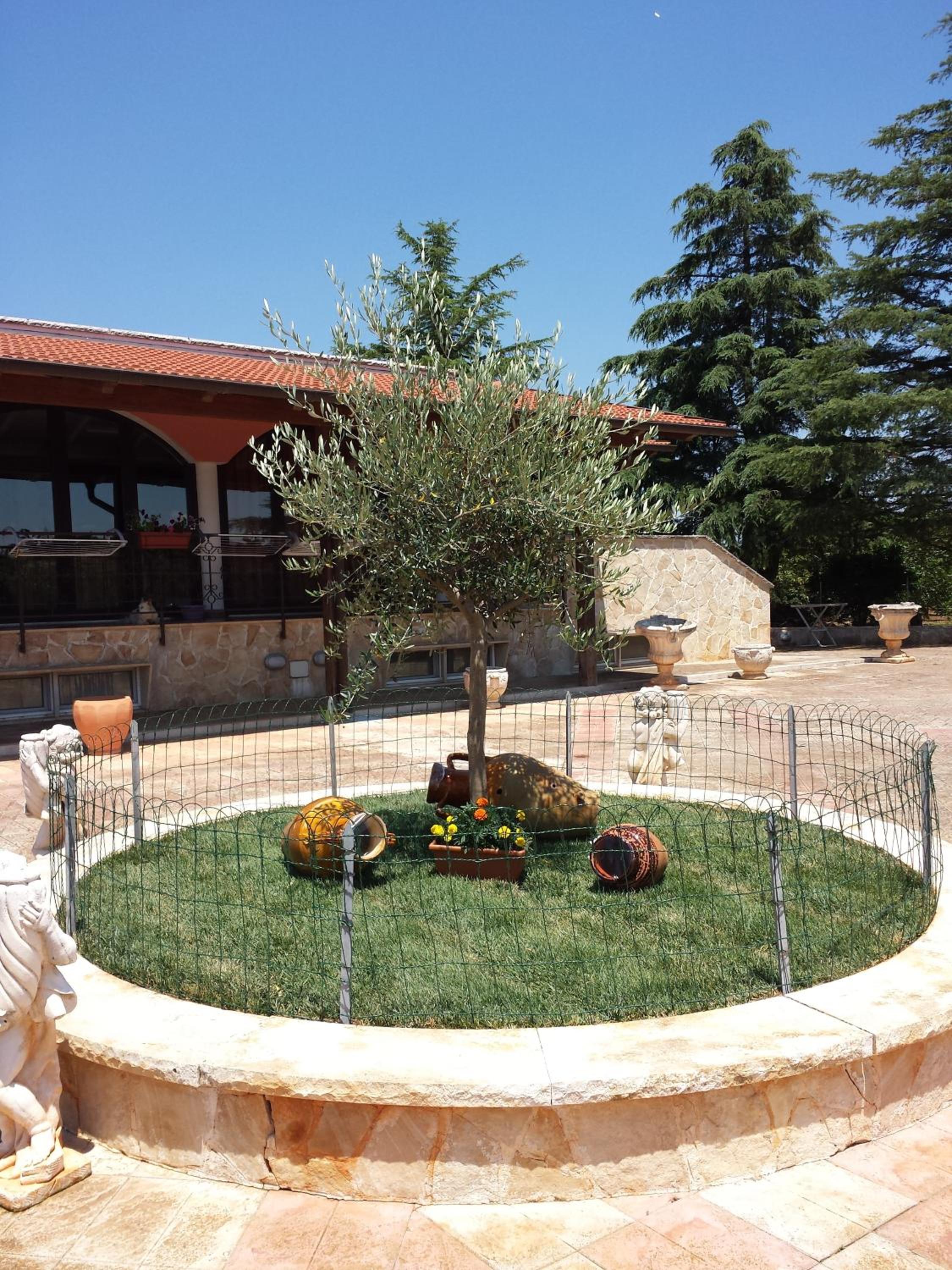 Piccolo Ulivo view 2