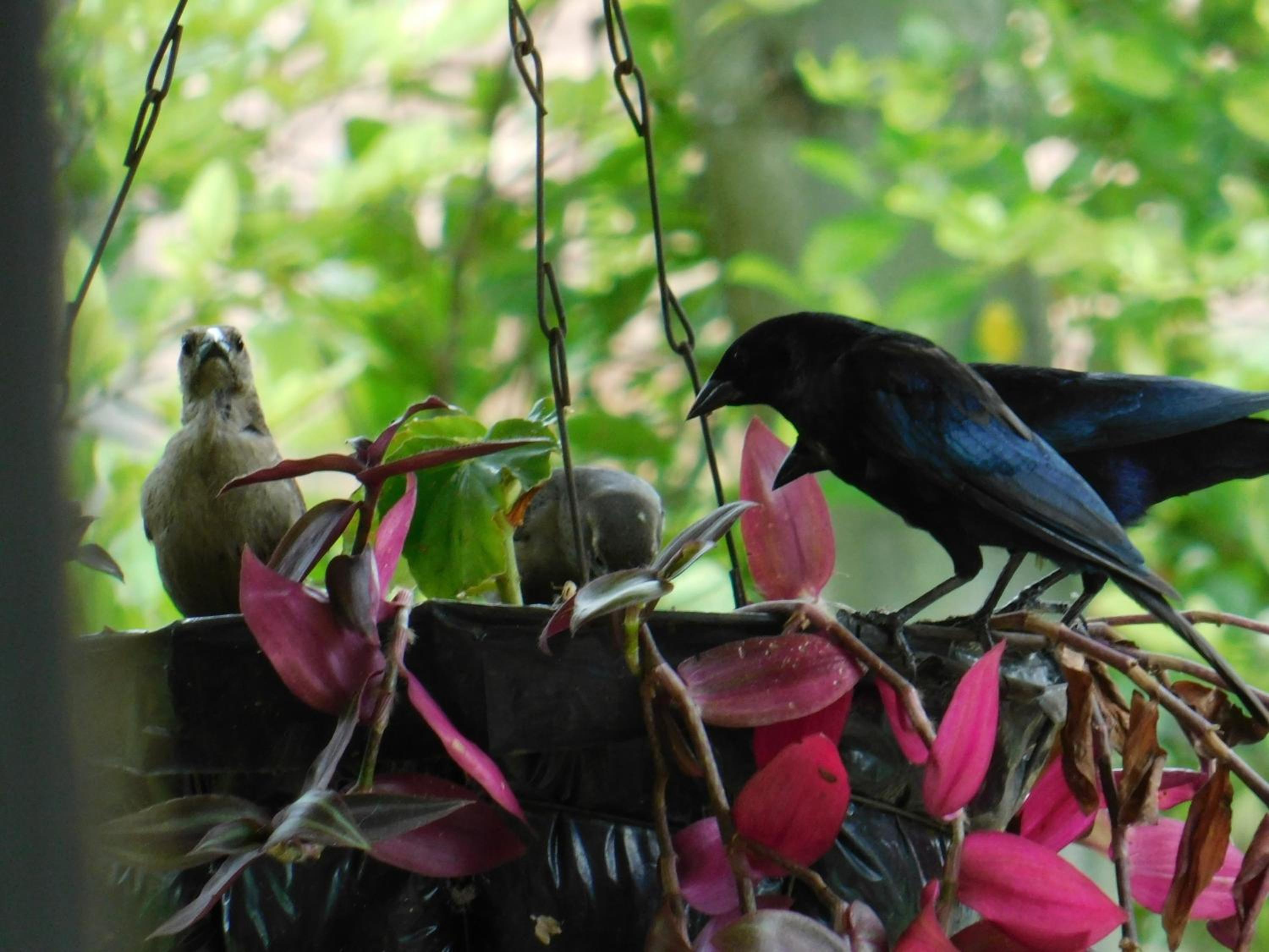 Casa Campo alojamiento campestre para descanso en Calarcá Quindío