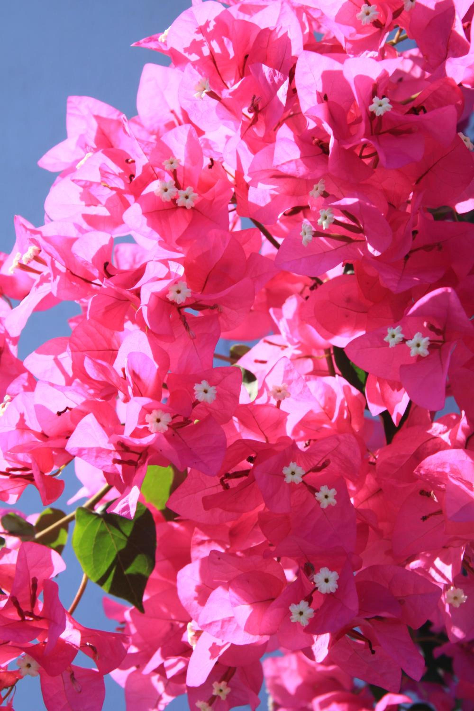 Maria's Place - Adults Only photo 2