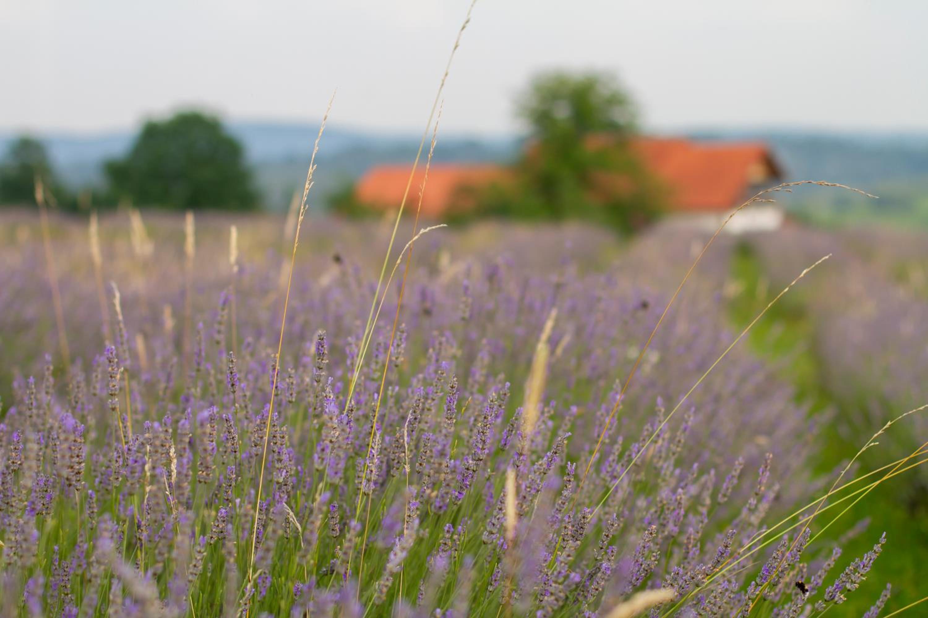 Lavanda farm apartmani