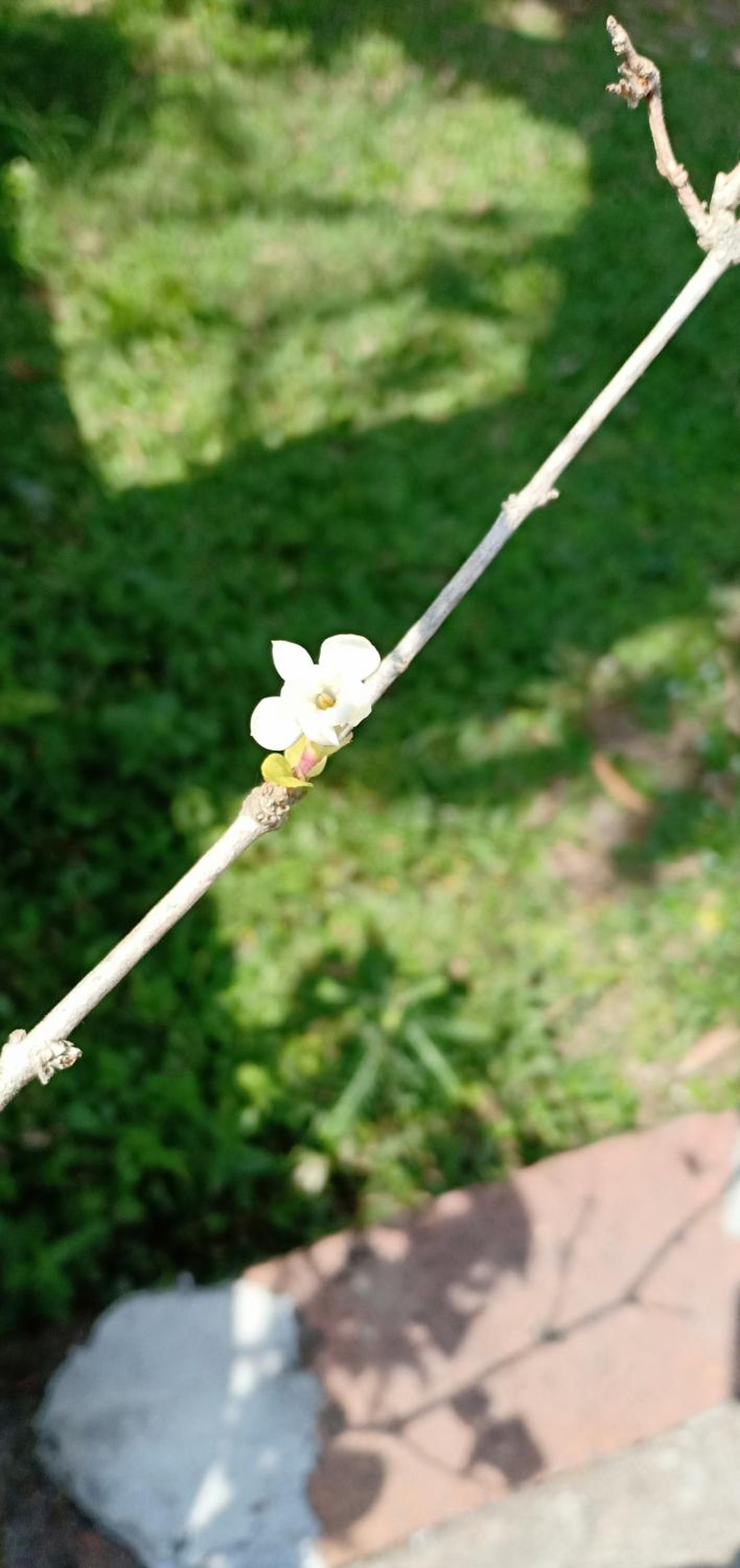 Joglo Mriyunan