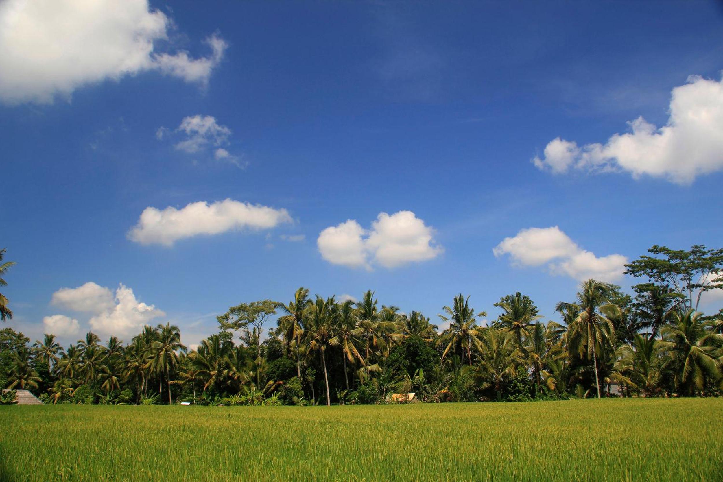 Junjungan Ubud Hotel and Spa