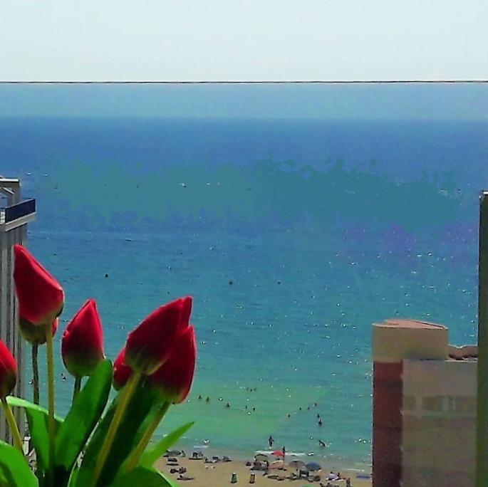 Mirador apart