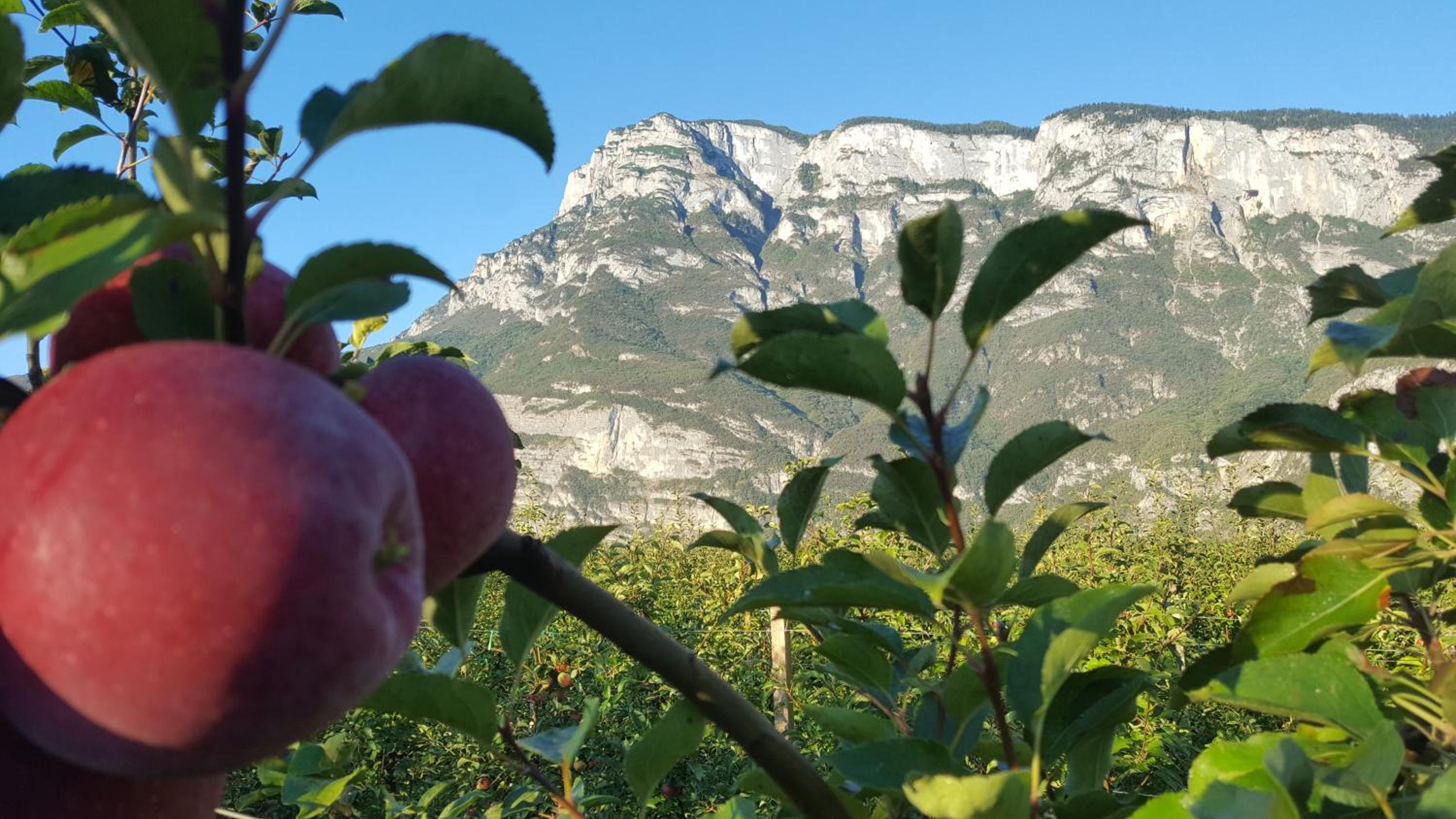 Agritur Clementi